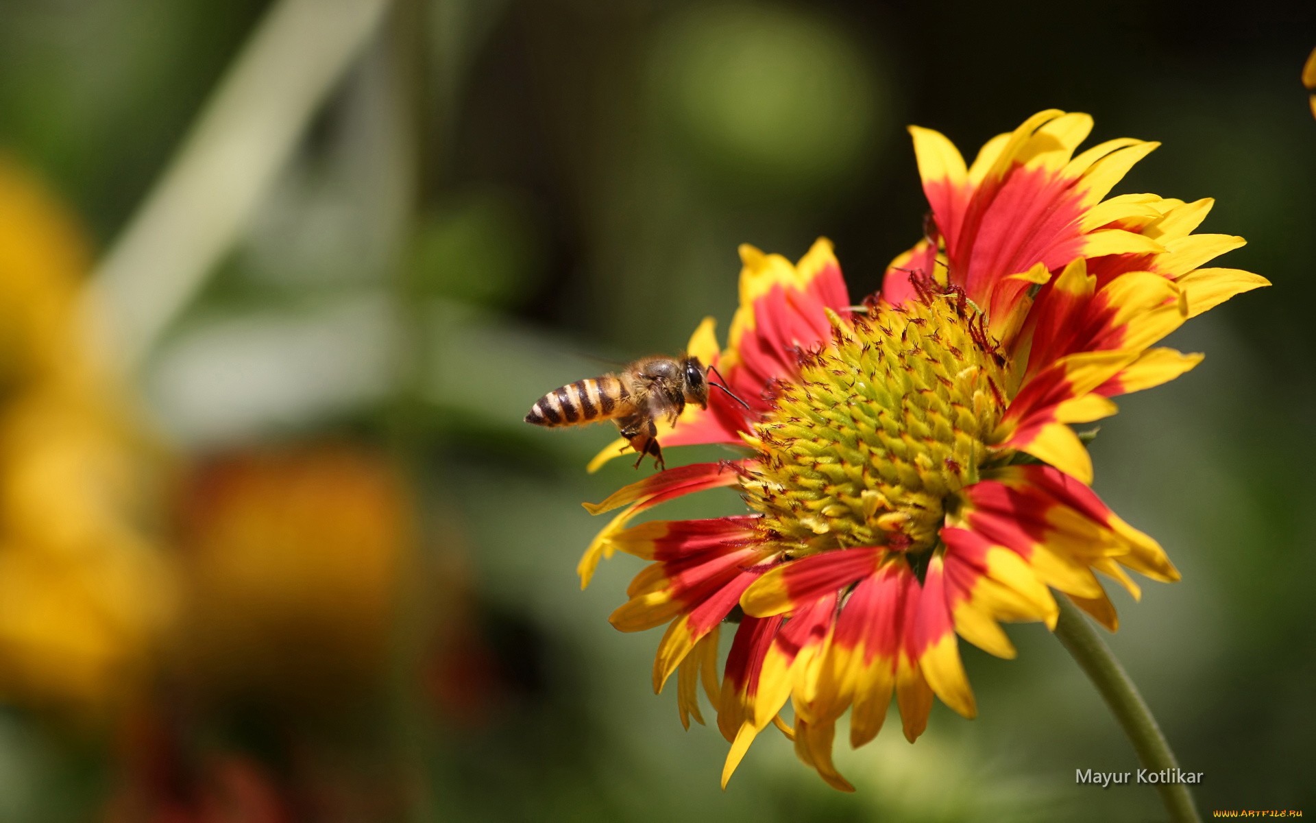 животные, пчелы, осы, шмели, пчела, цветок