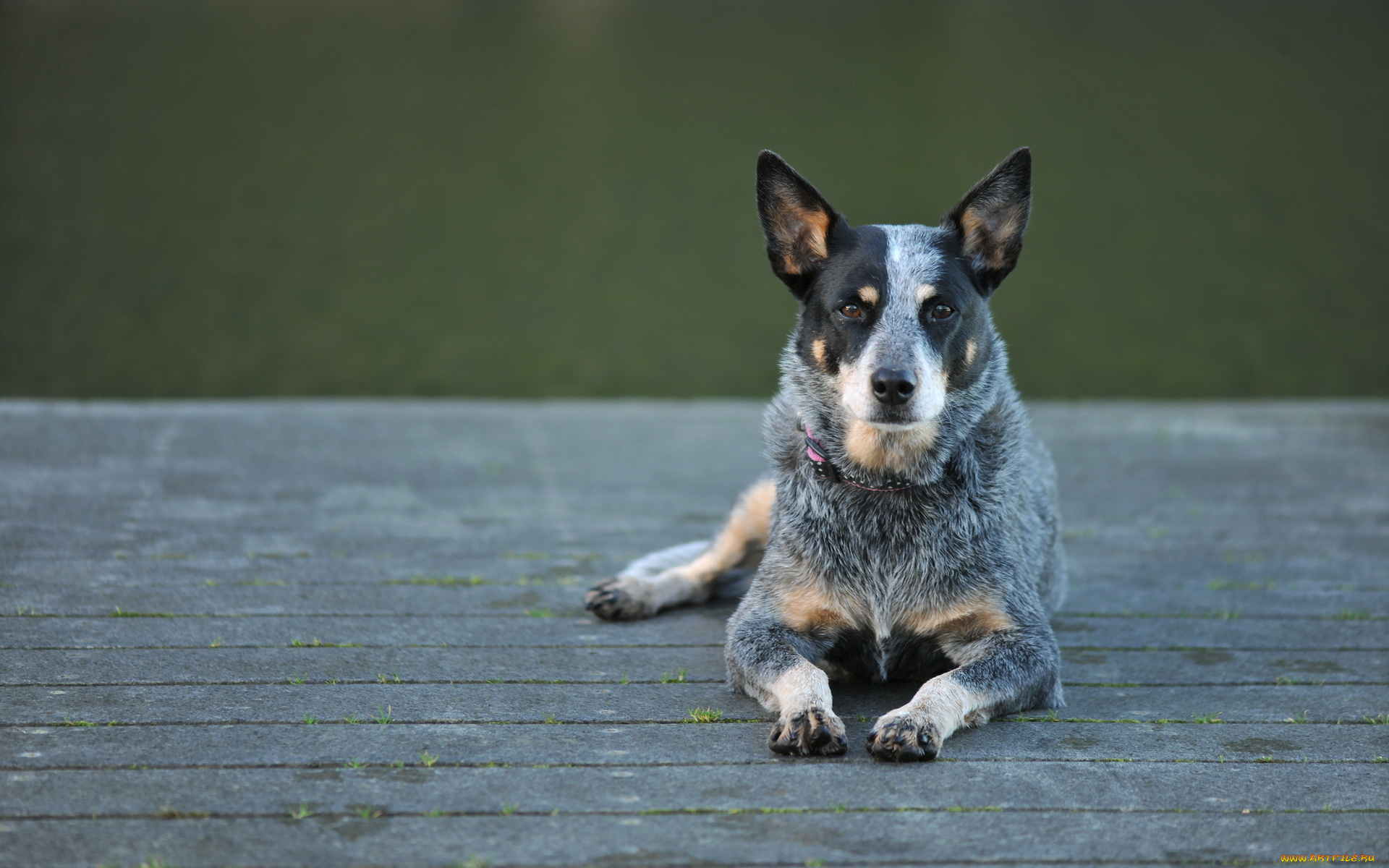 животные, собаки, australian, cattle, dog, собака, взгляд