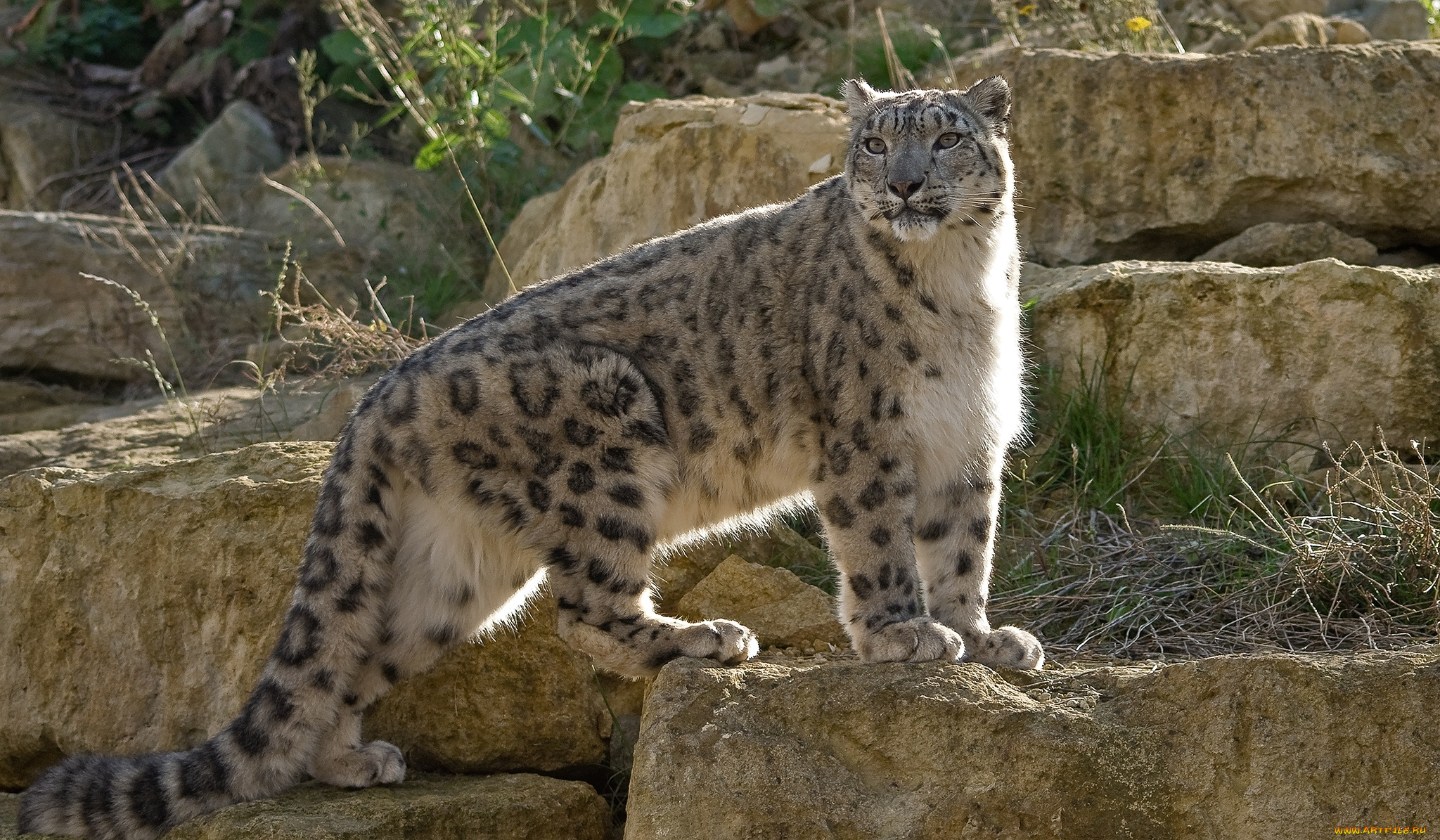 животные, снежный, барс, ирбис, хвост, красавец