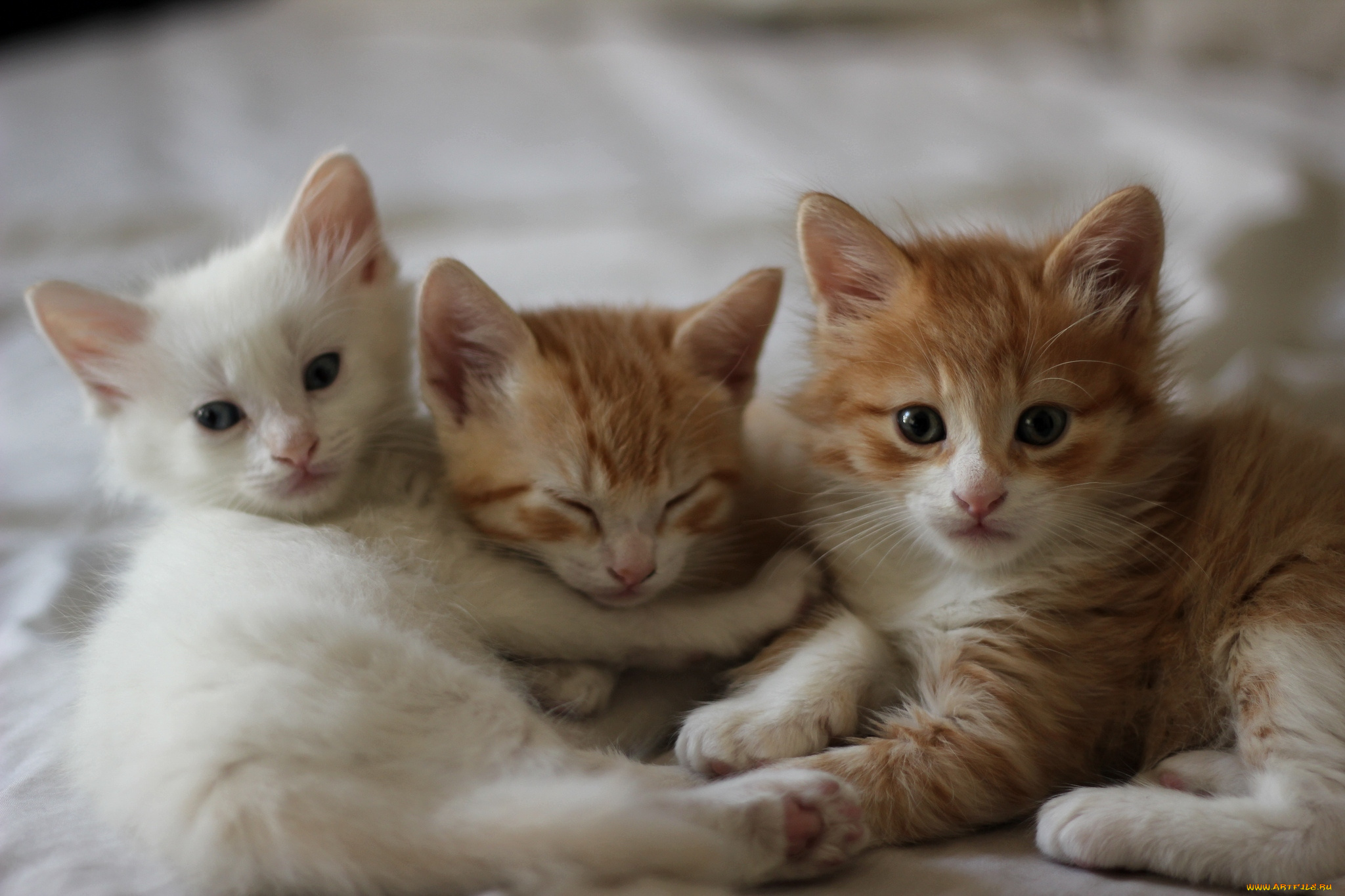 животные, коты, котята, рыжие