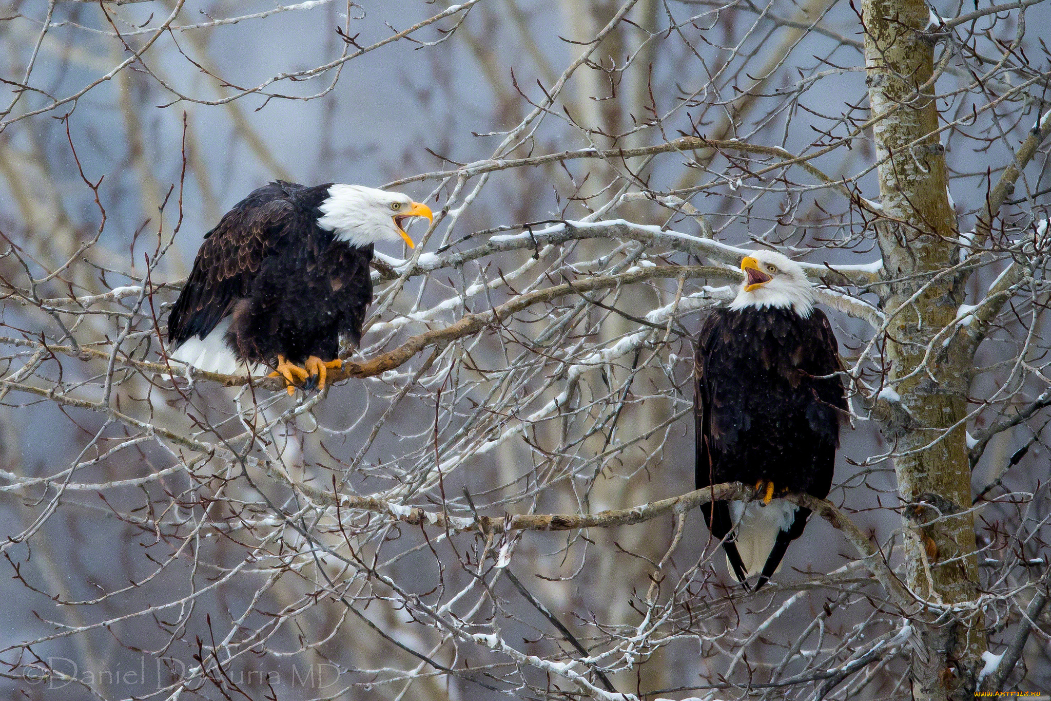 животные, птицы, хищники, ветки, дерево, белоголовый, орлан
