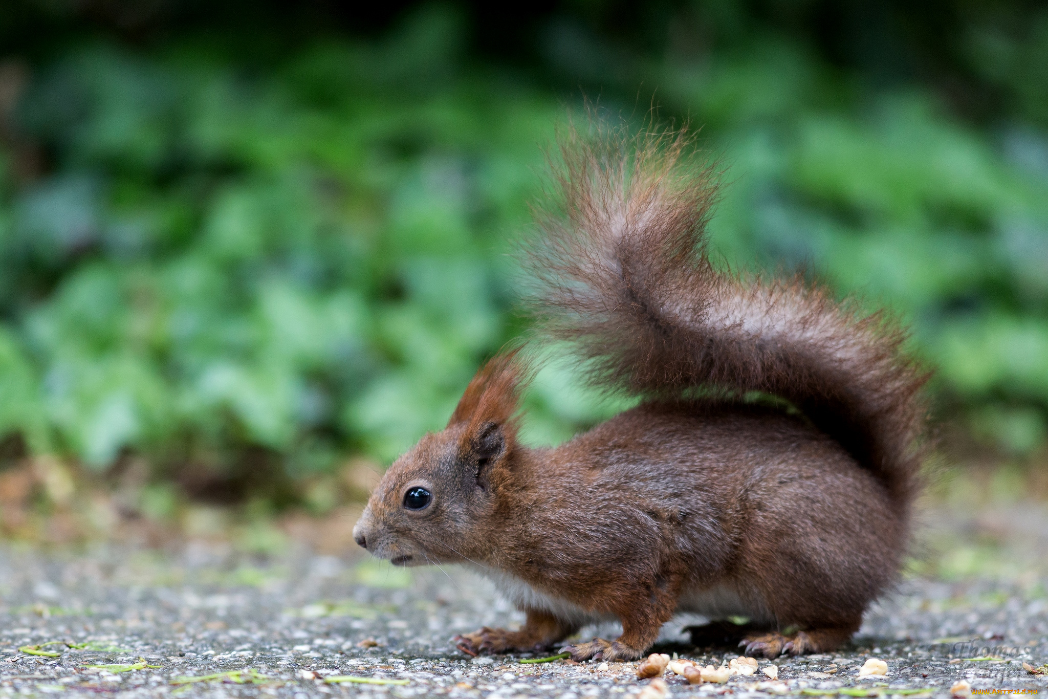 животные, белки, хвост, зверек