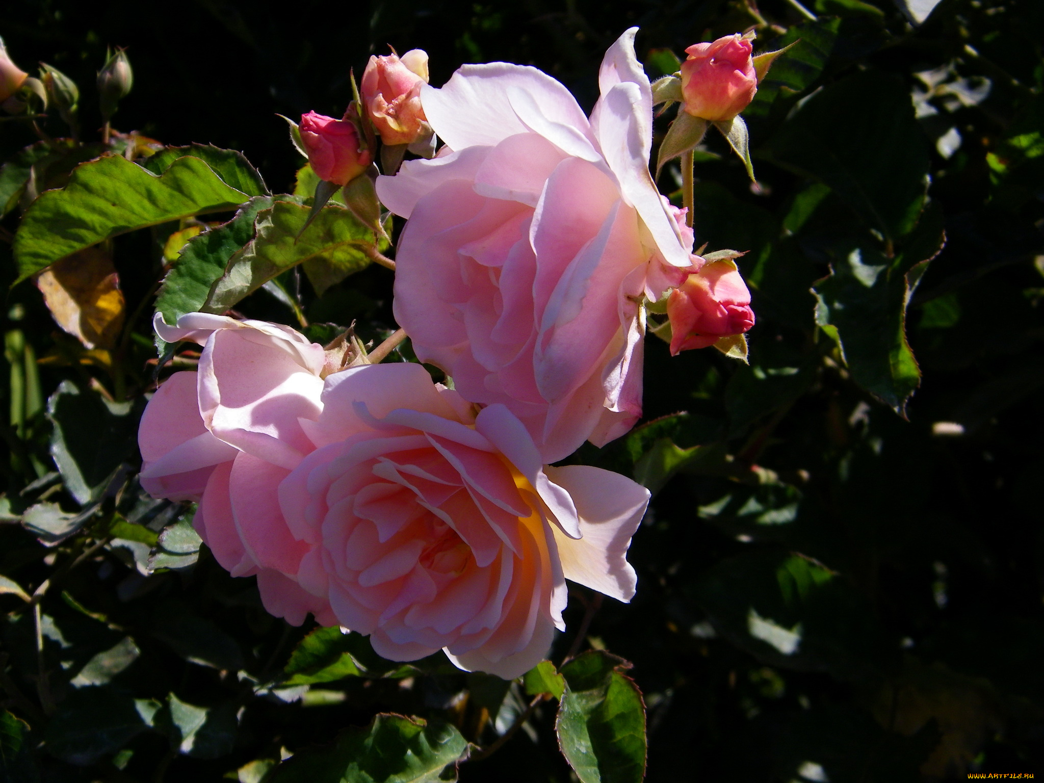 цветы, розы, роза