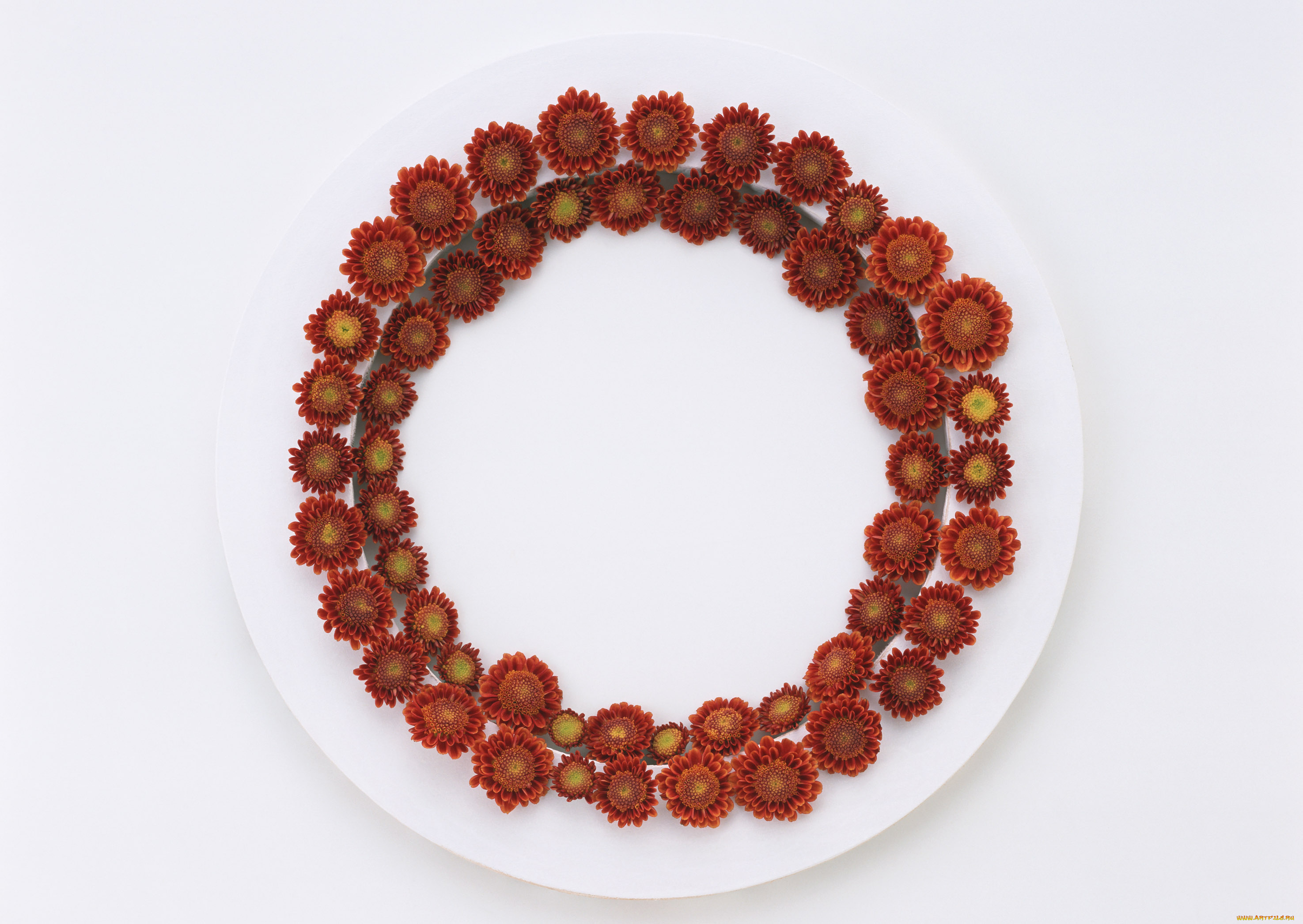 цветы, хризантемы, лепестки, венок