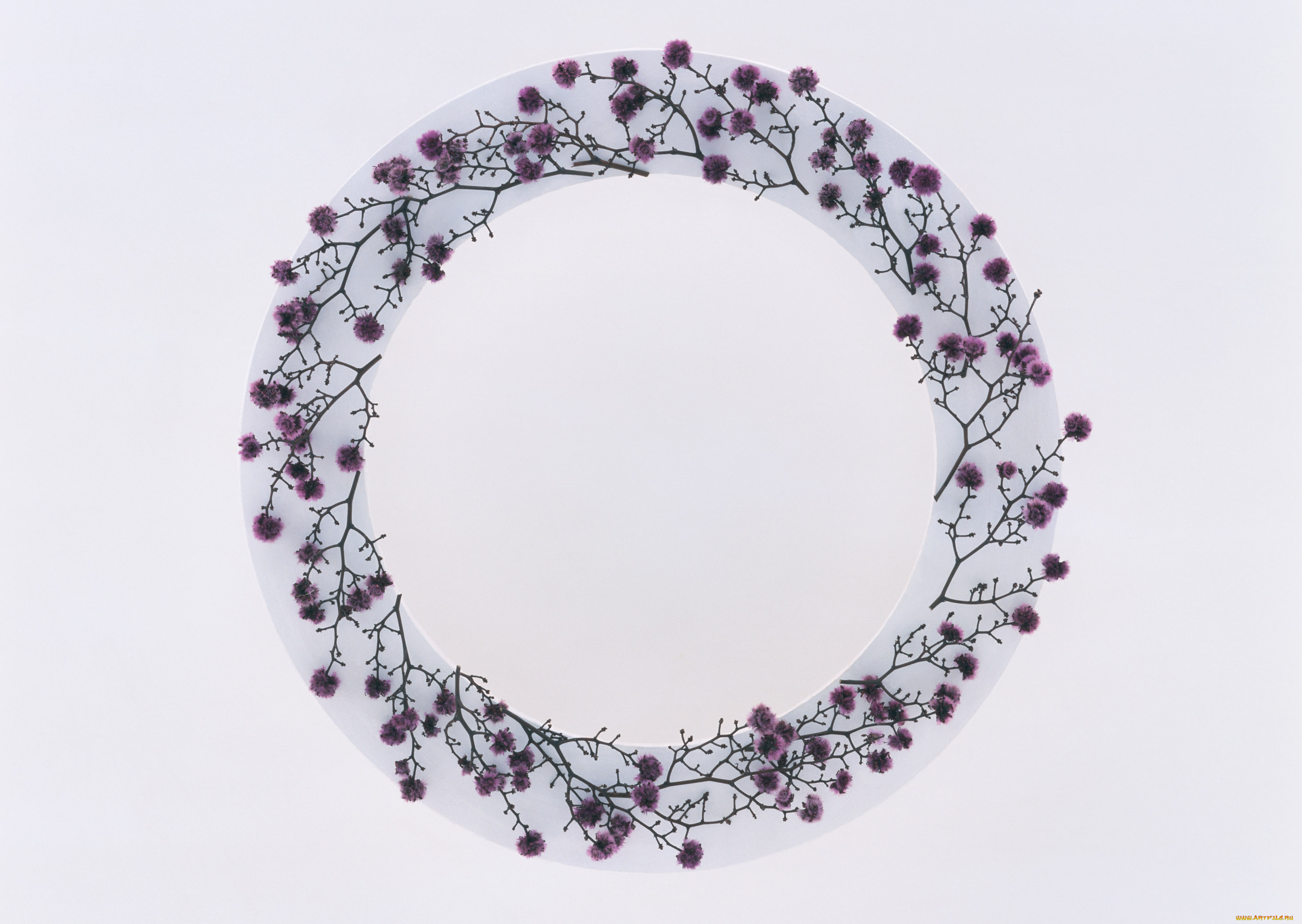 цветы, лепестки, венок