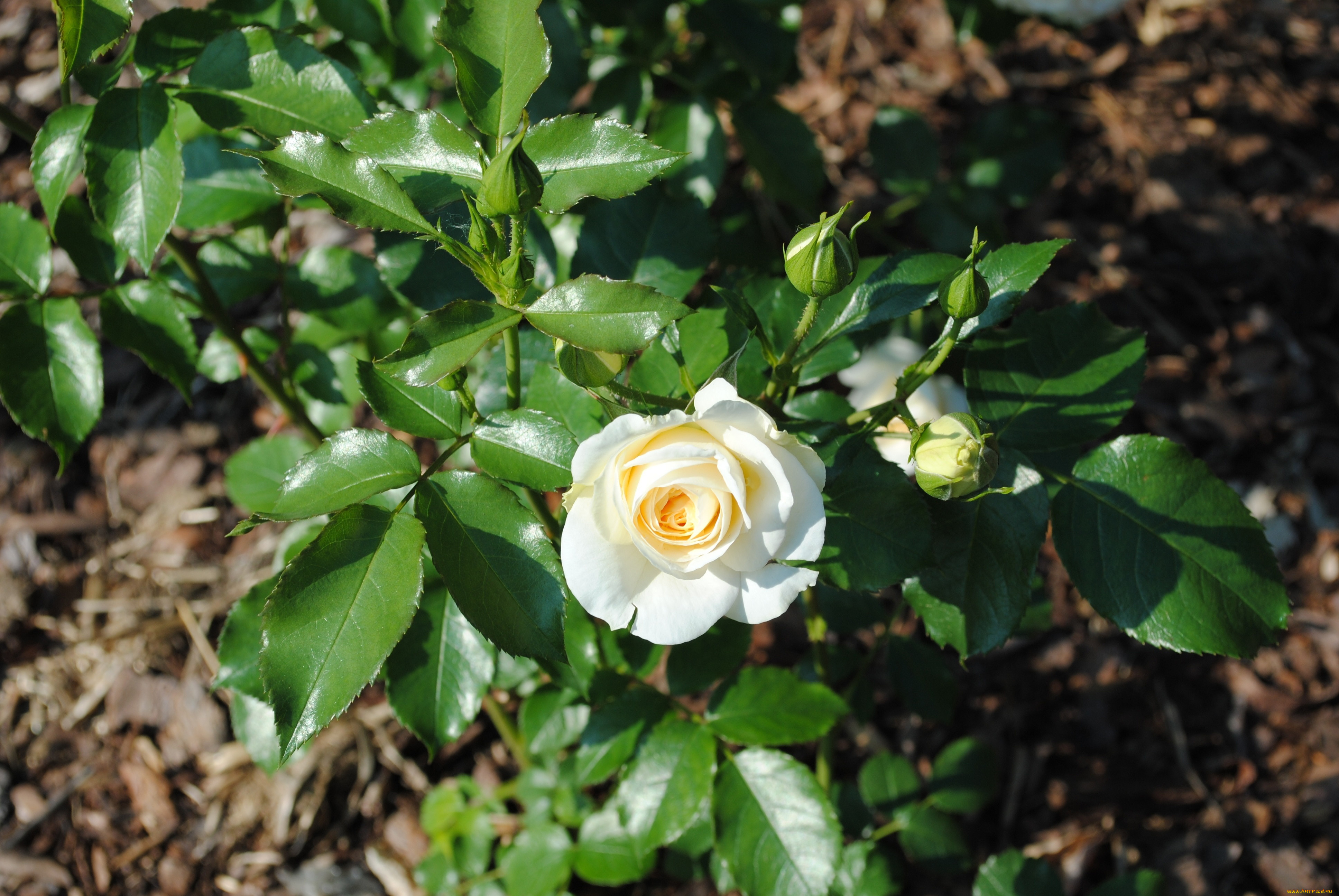 цветы, розы, куст, роза, бутоны