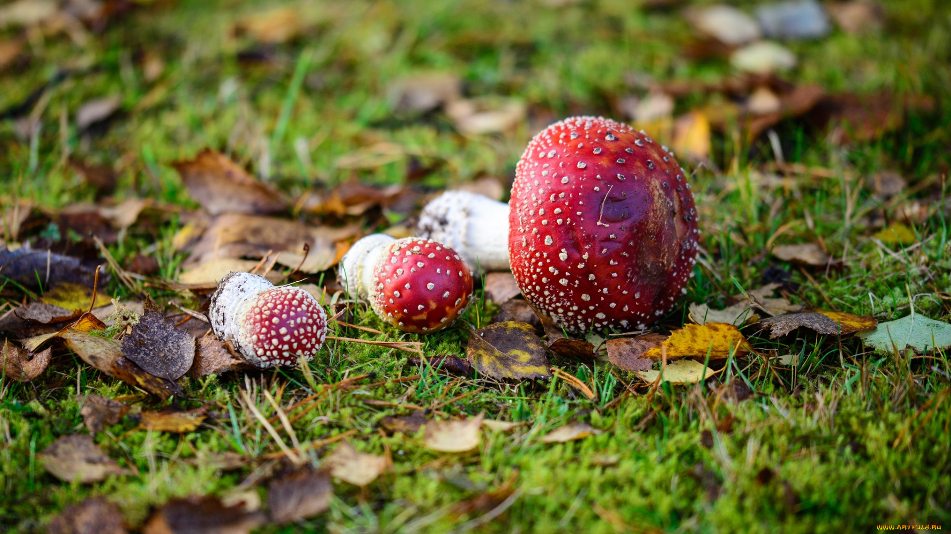 природа, грибы, , мухомор, трава