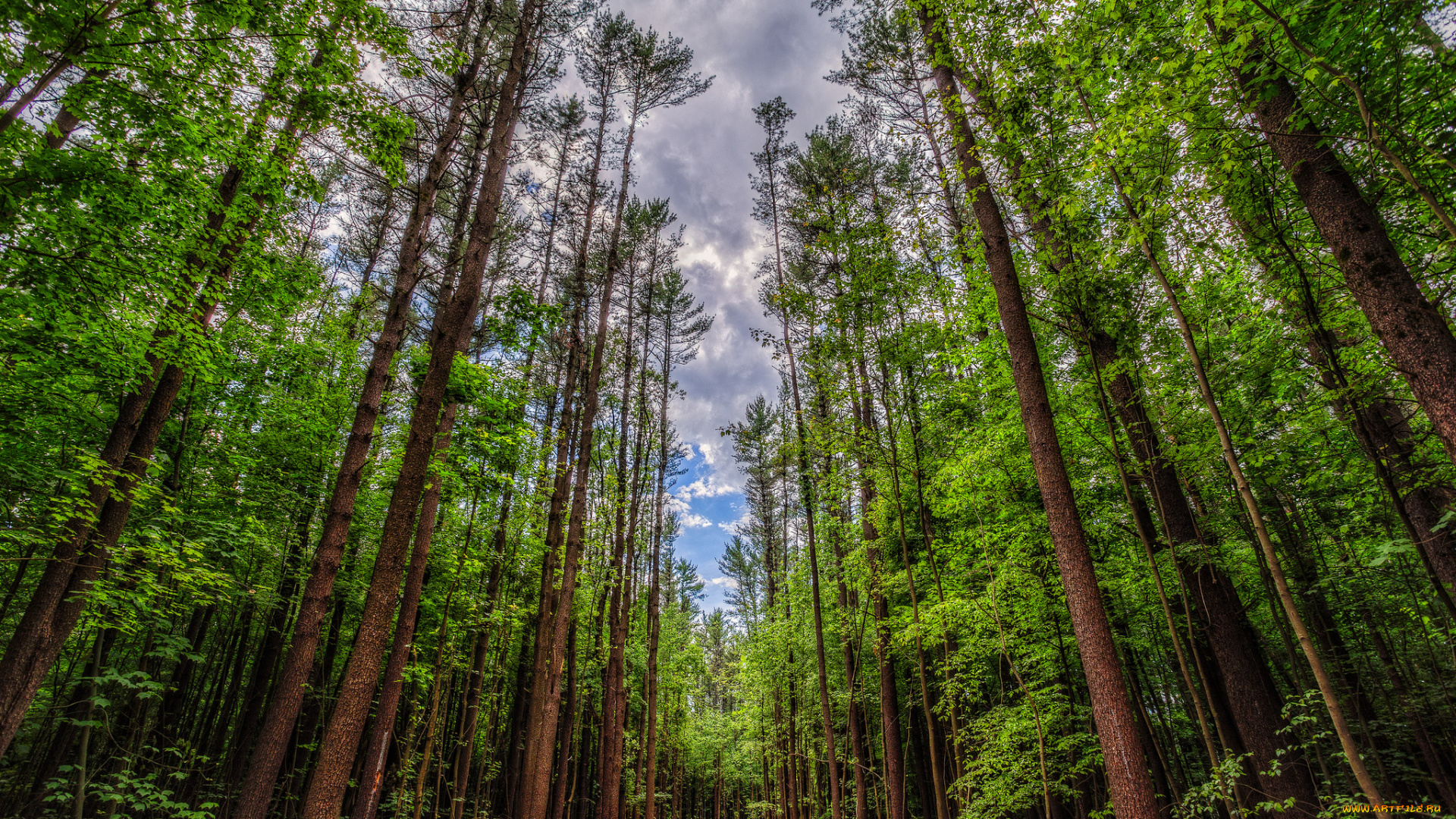 природа, лес, дорога, стволы