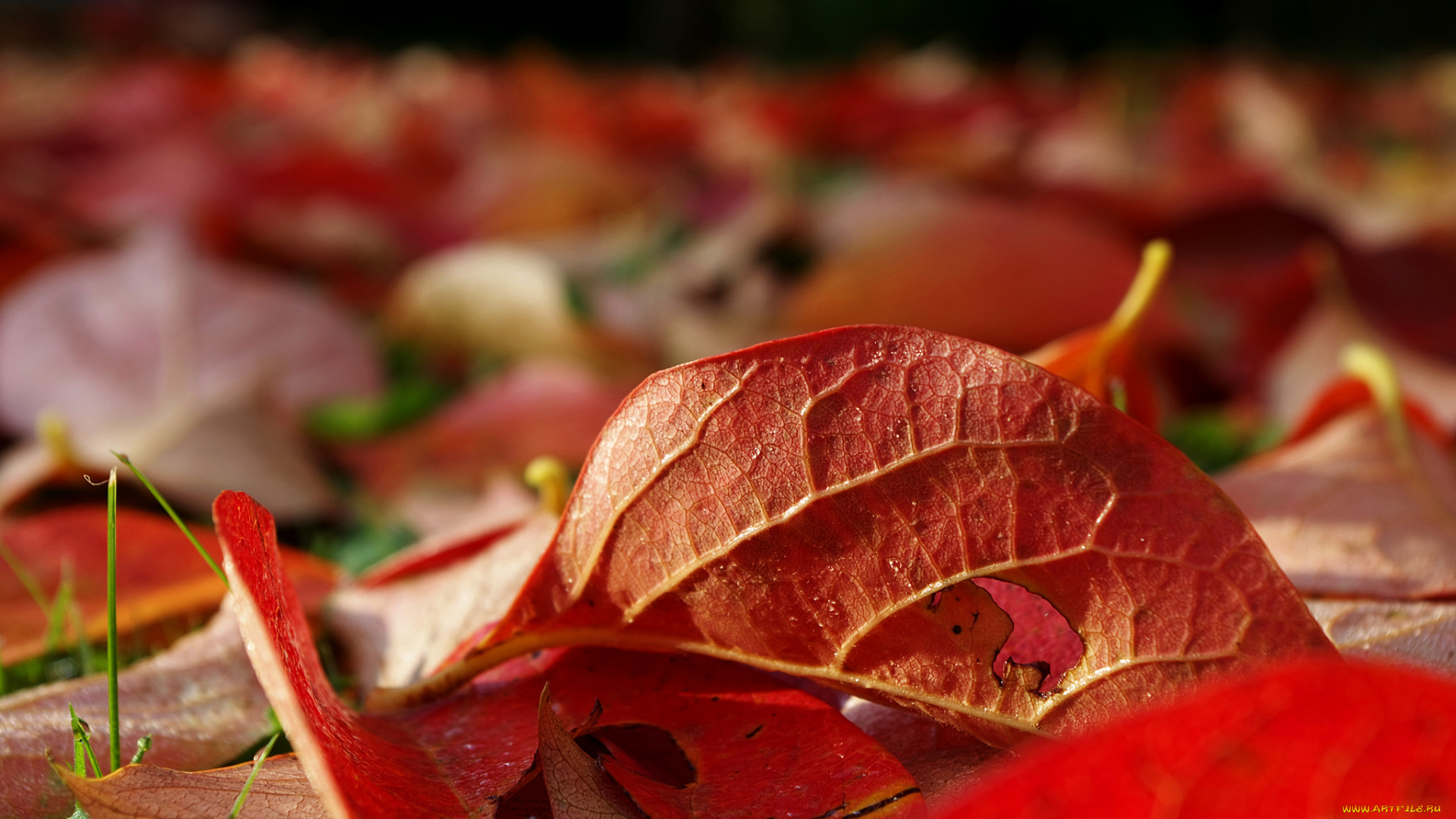 природа, листья, осень