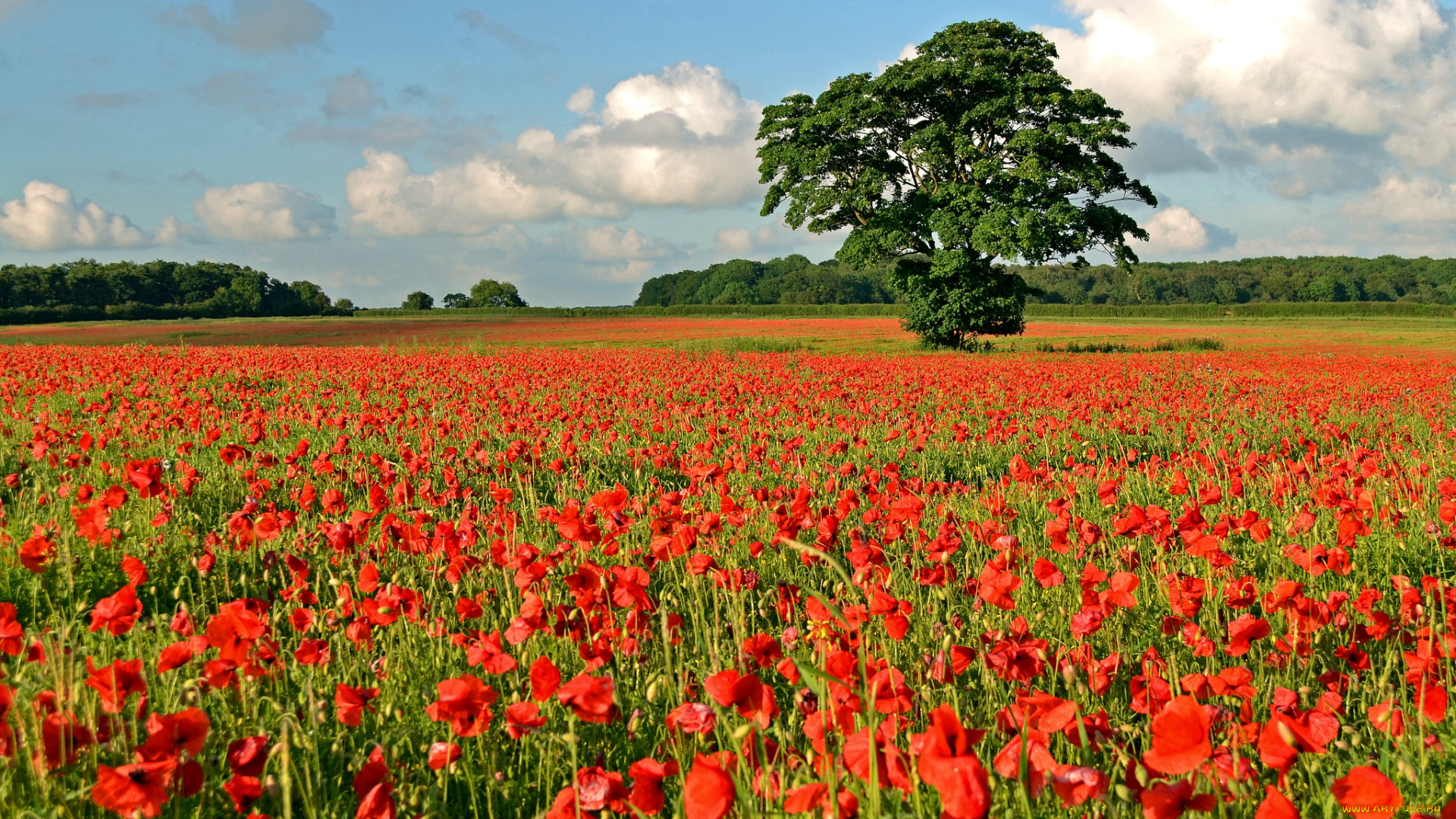природа, луга, дерево, маки