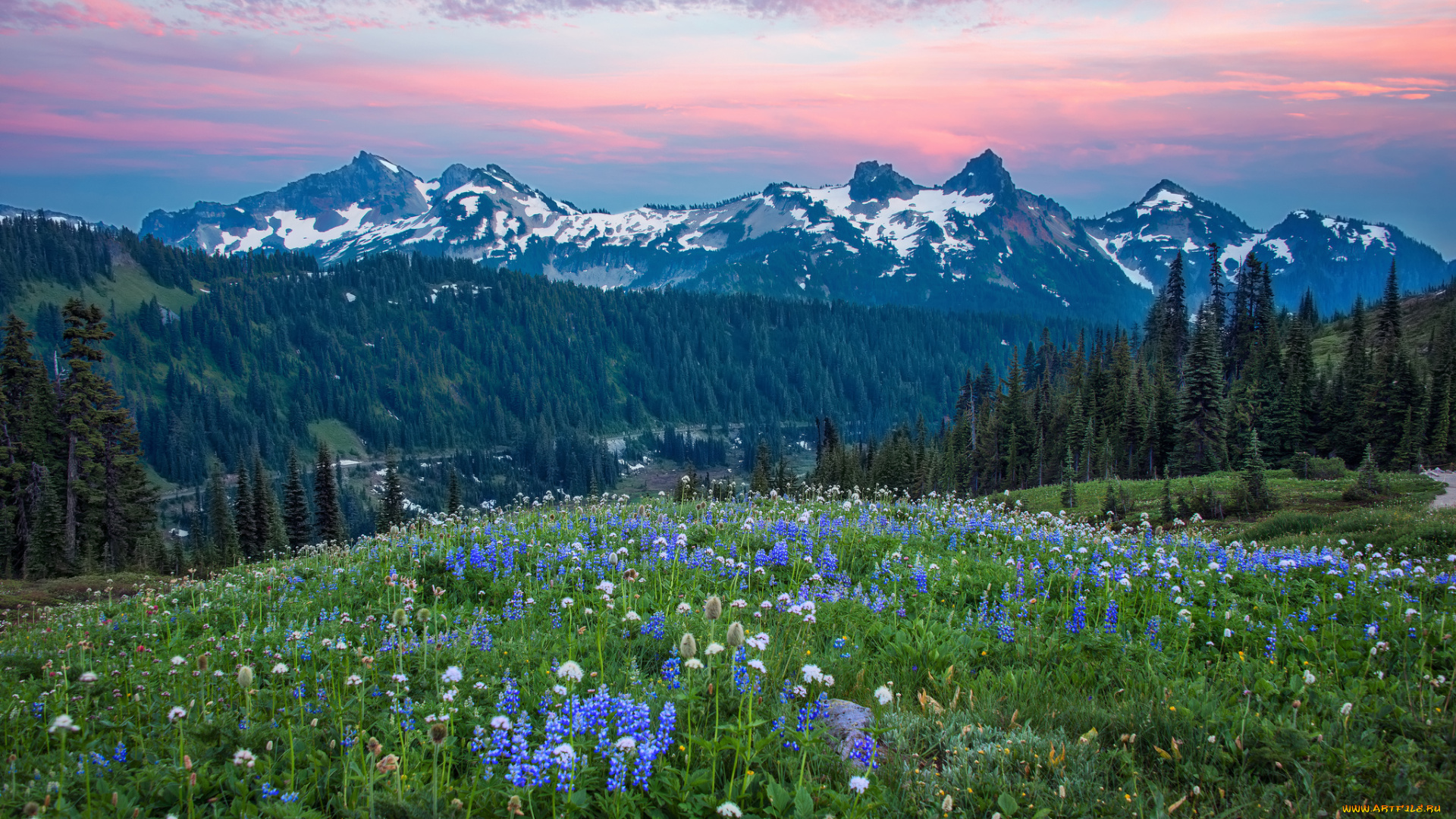 природа, луга, сша, небо, облака, цветы, вечер, горы, холмы, лес, деревья, штат, вашингтон