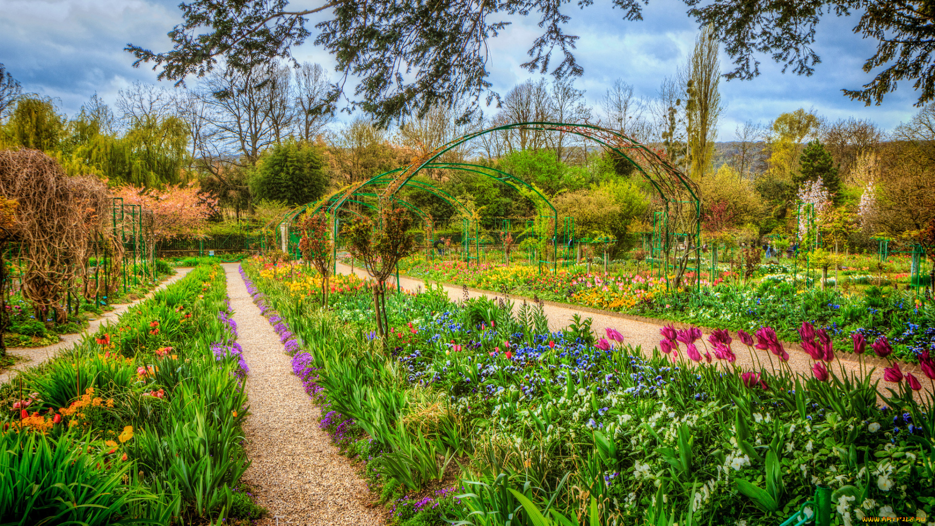 природа, парк, цветы, клумбы, кустарник