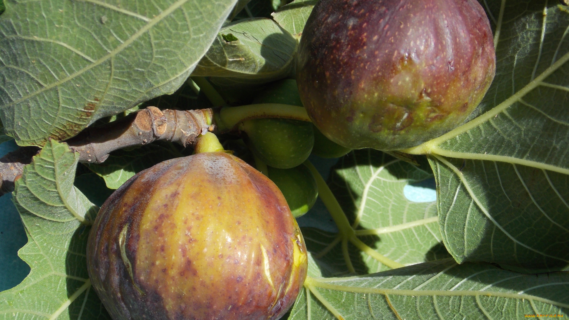 природа, плоды, куст, инжир