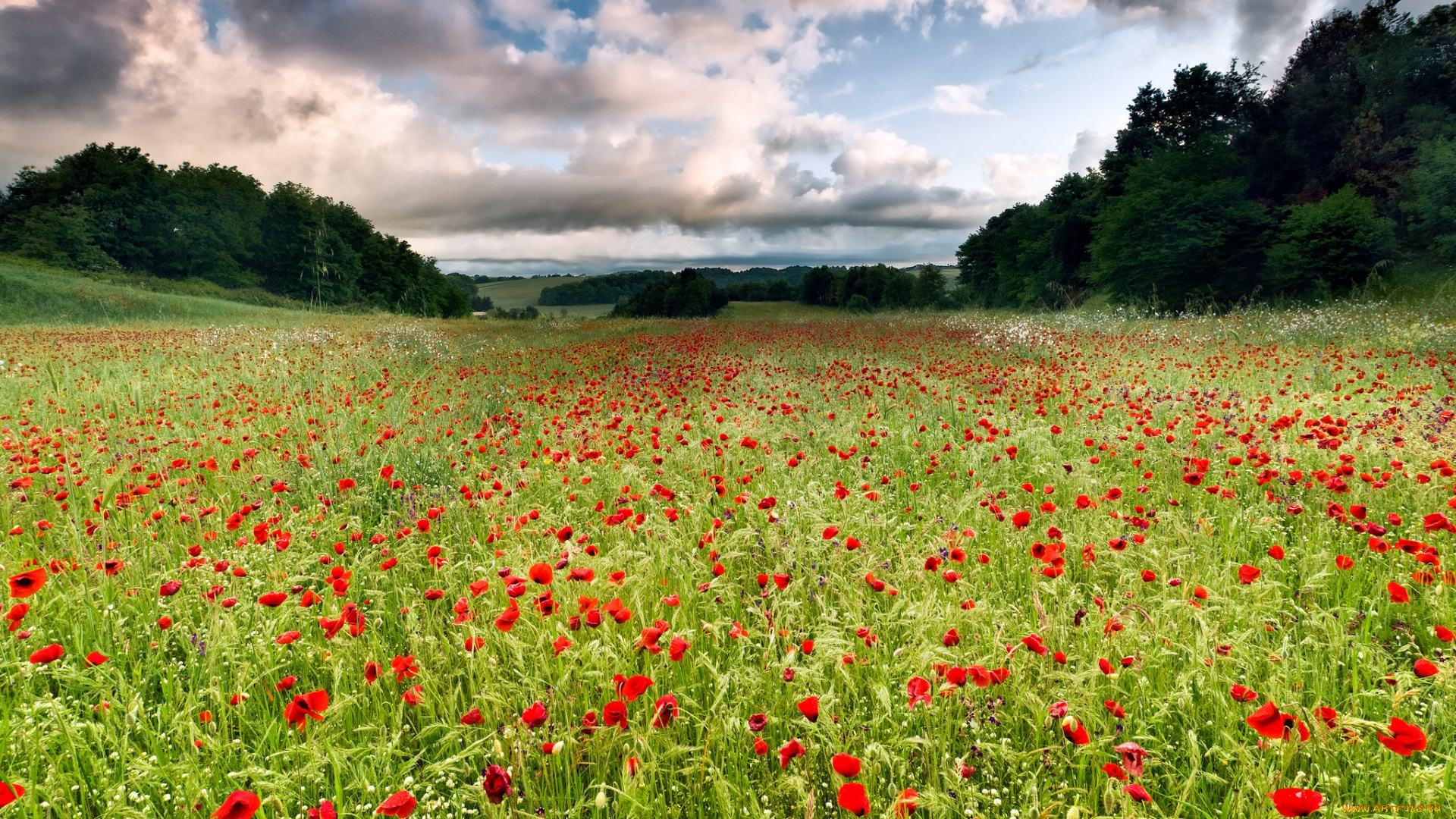 природа, поля, маки, поле, облака