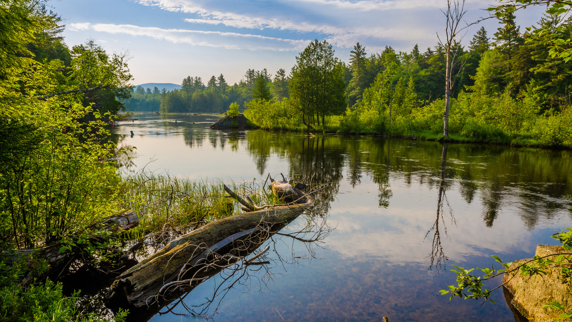 природа, реки, озера, лес, река, лето, облака
