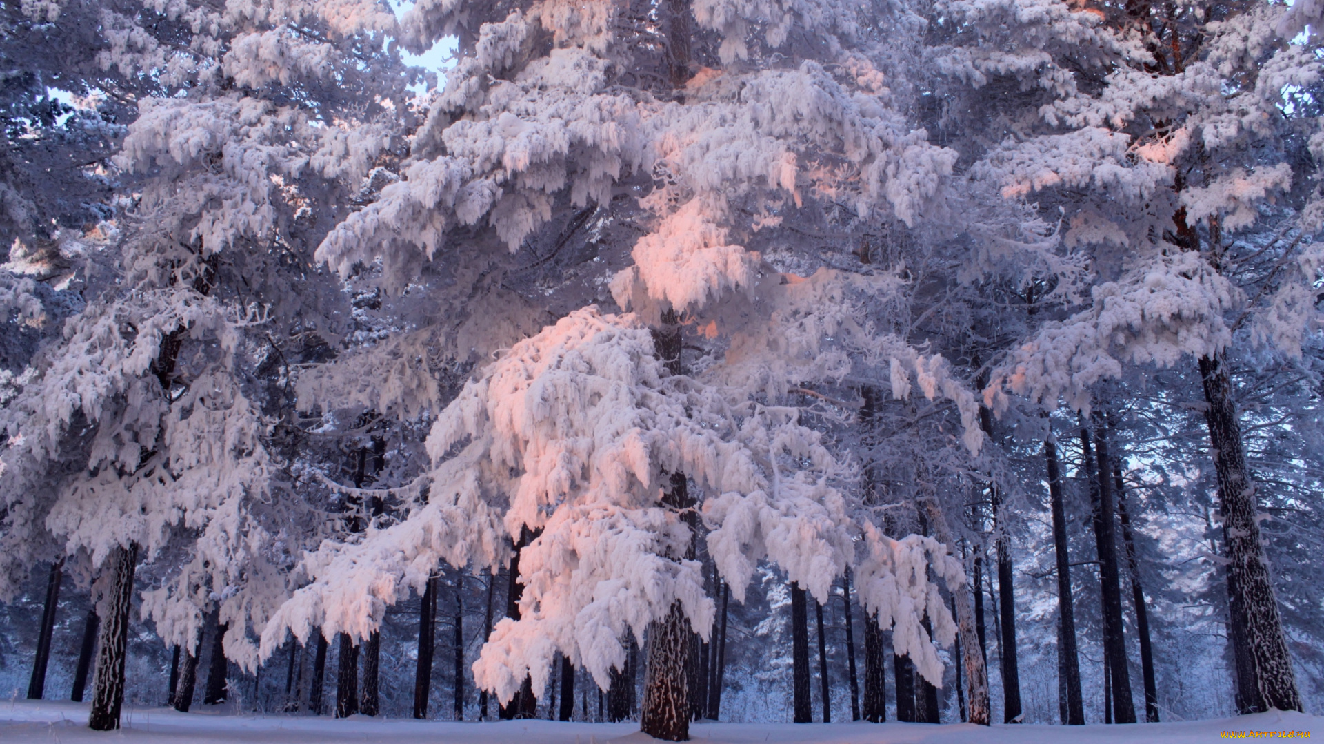 природа, зима, ели, снег
