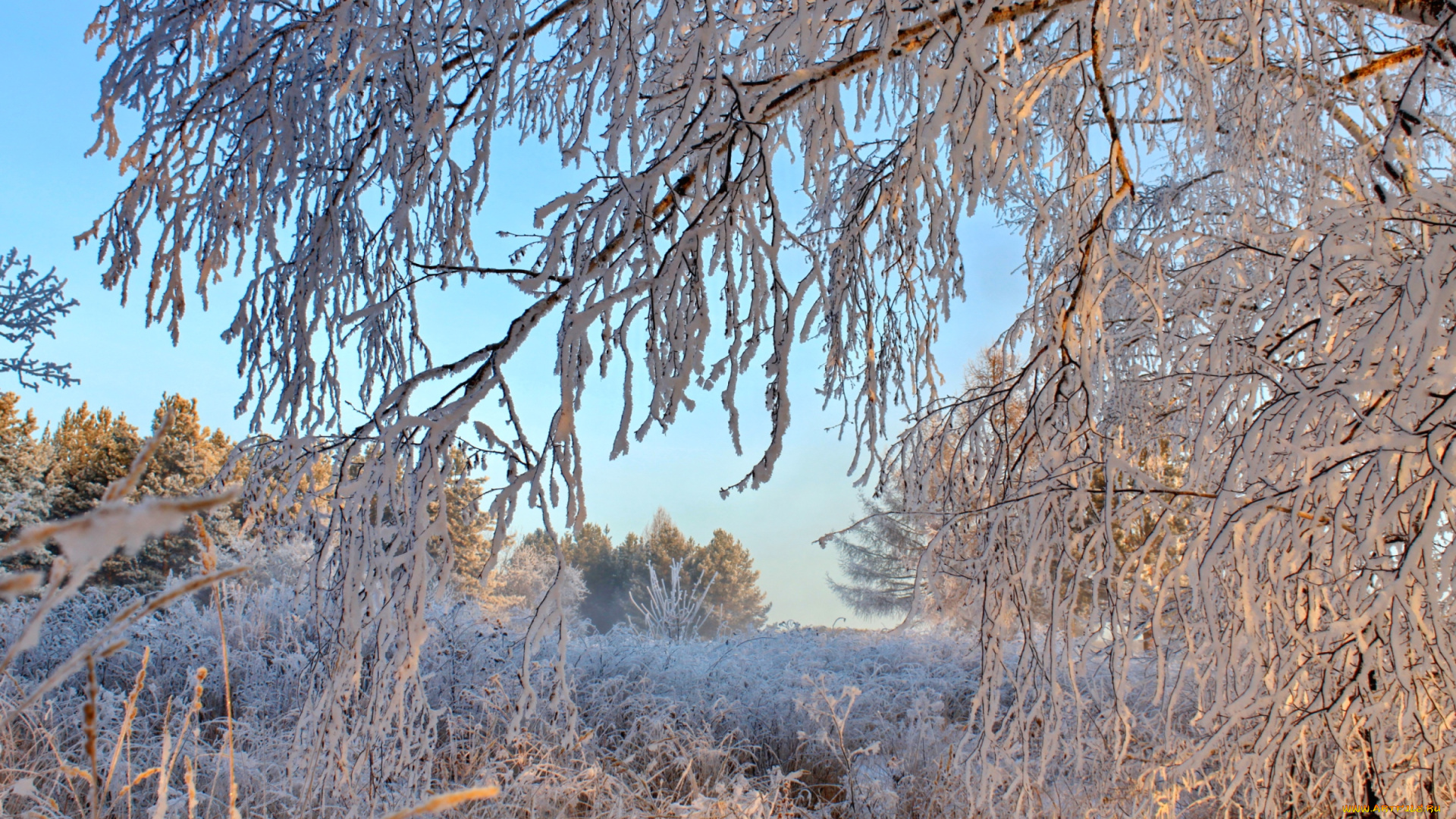 природа, зима, ветви, снег