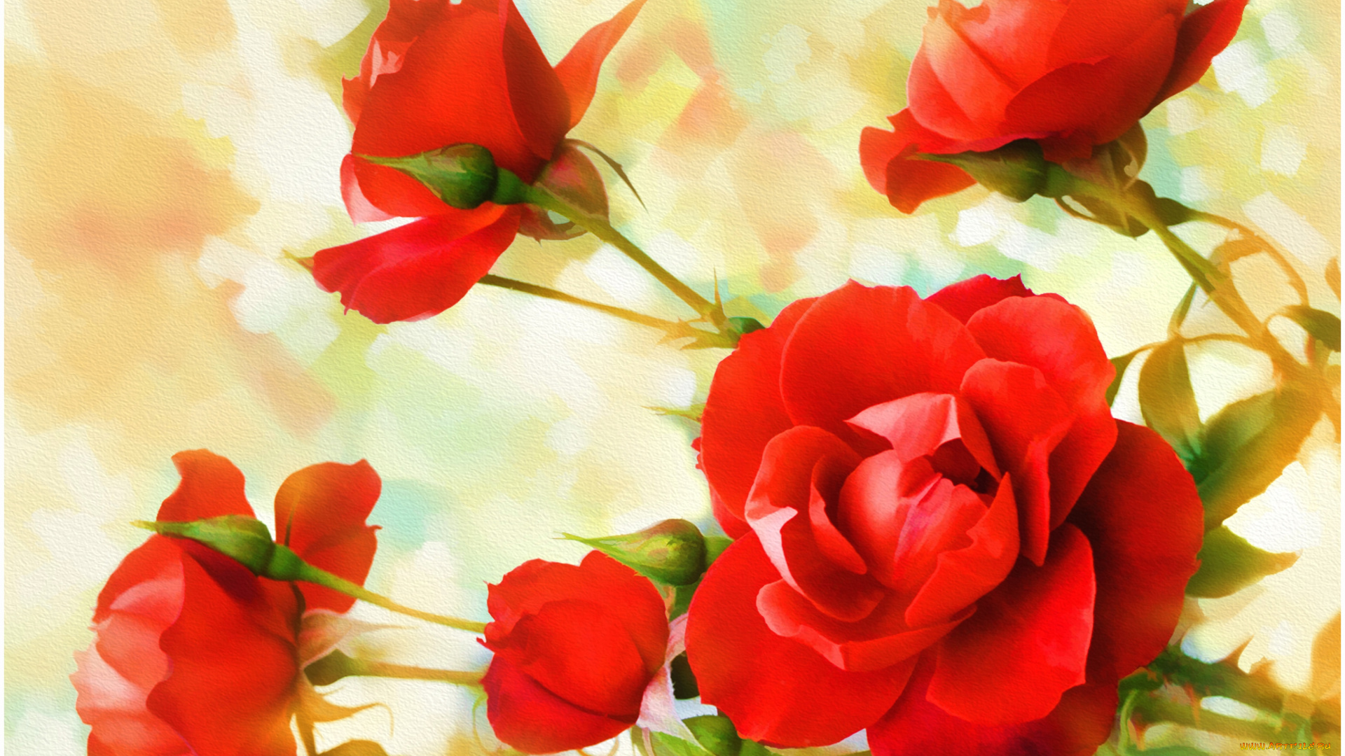 рисованные, цветы, розы