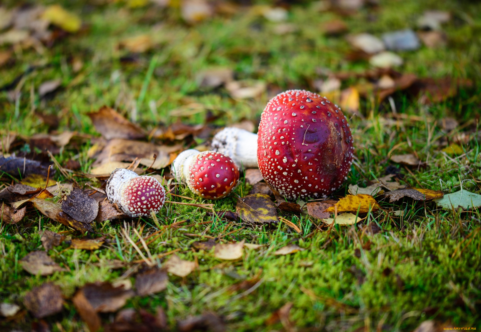 природа, грибы, , мухомор, трава