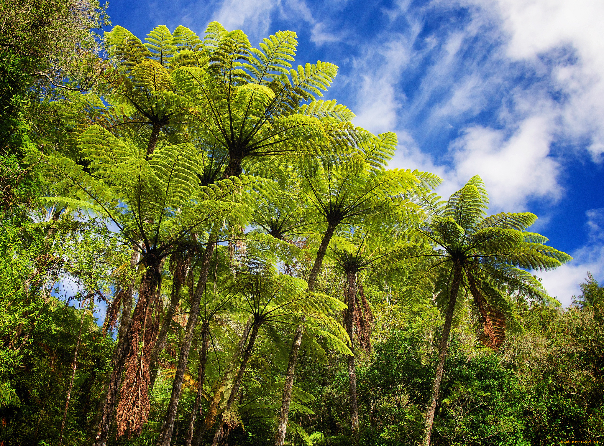 природа, тропики, папоротники, джунгли