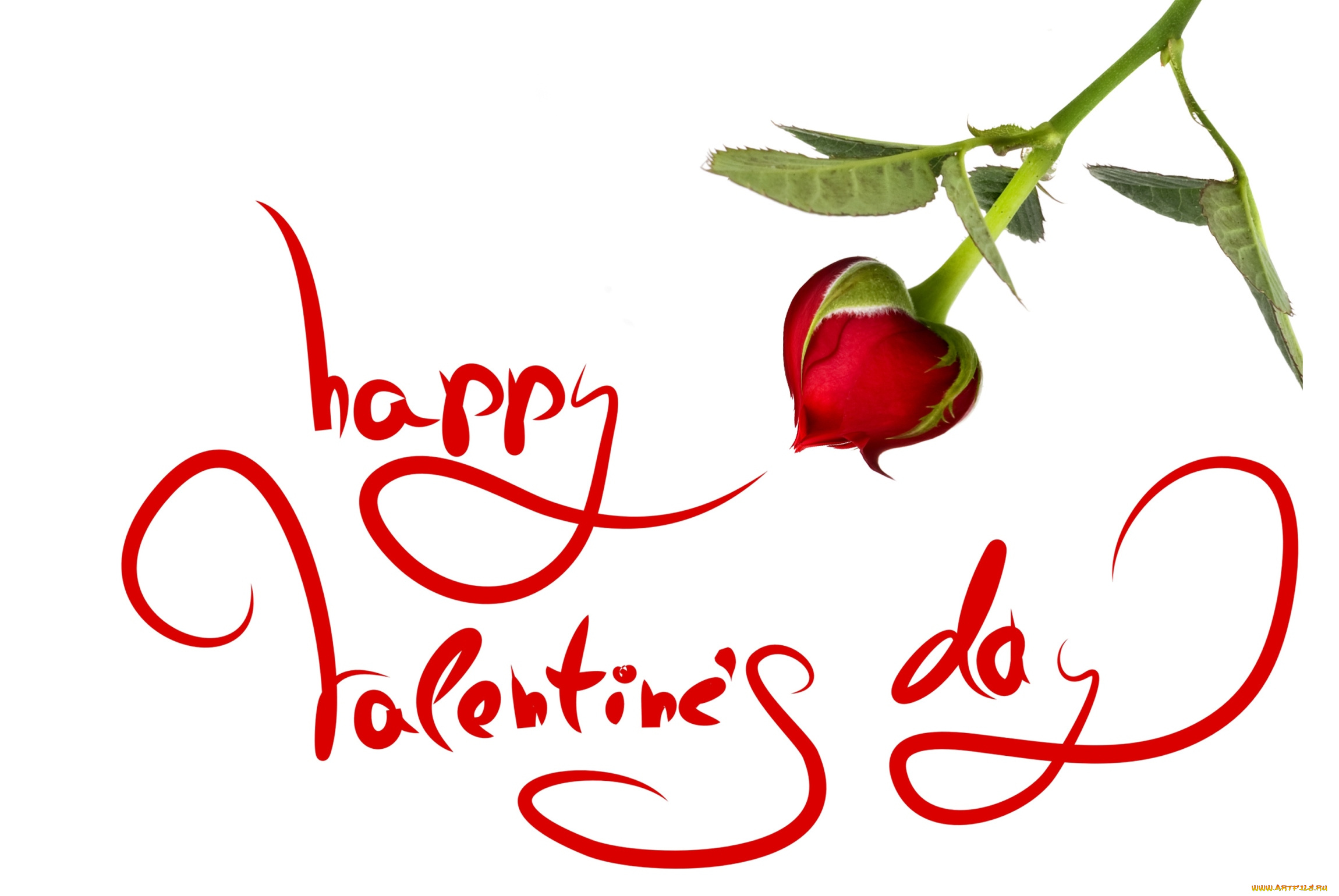 праздничные, день, святого, валентина, , сердечки, , любовь, бутон, надпись