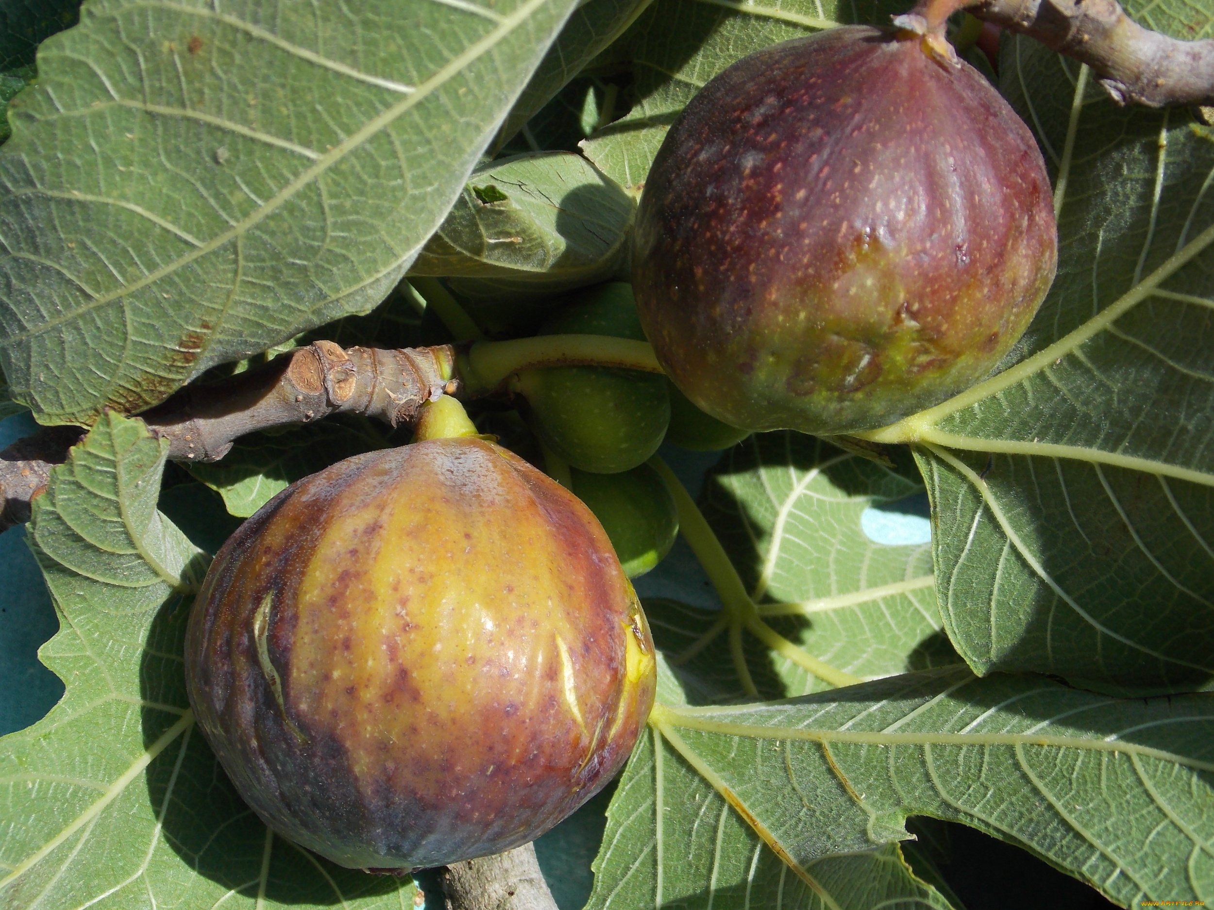 природа, плоды, куст, инжир