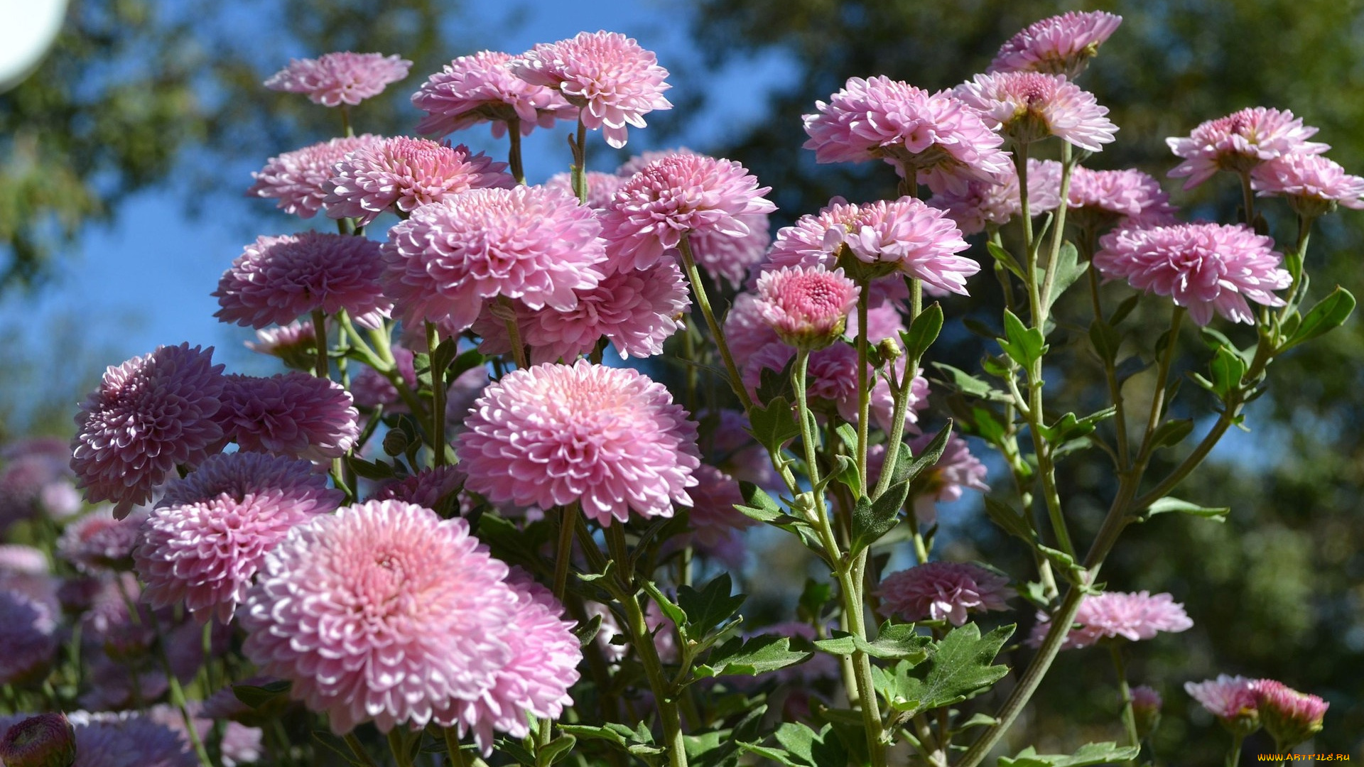 цветы, хризантемы, лепестки