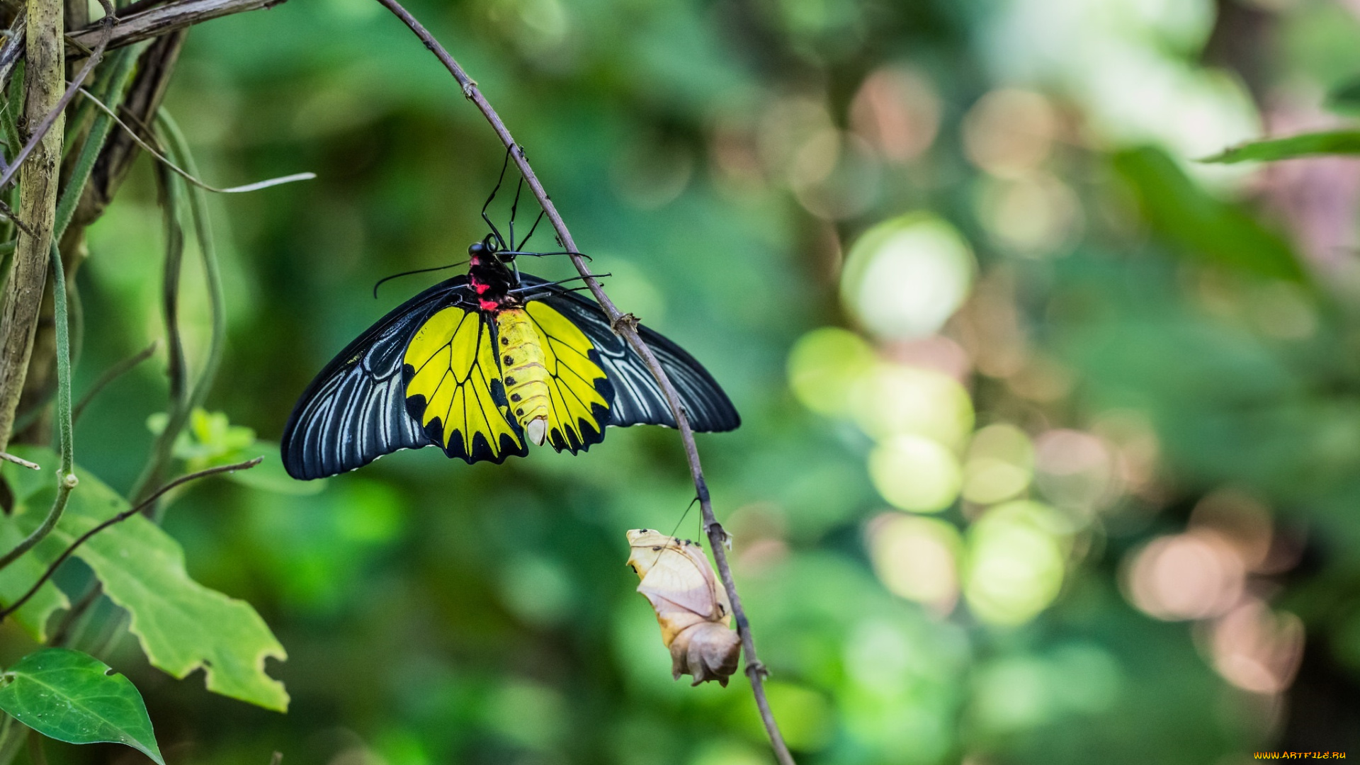 животные, бабочки, , мотыльки, , моли, макро, веточка