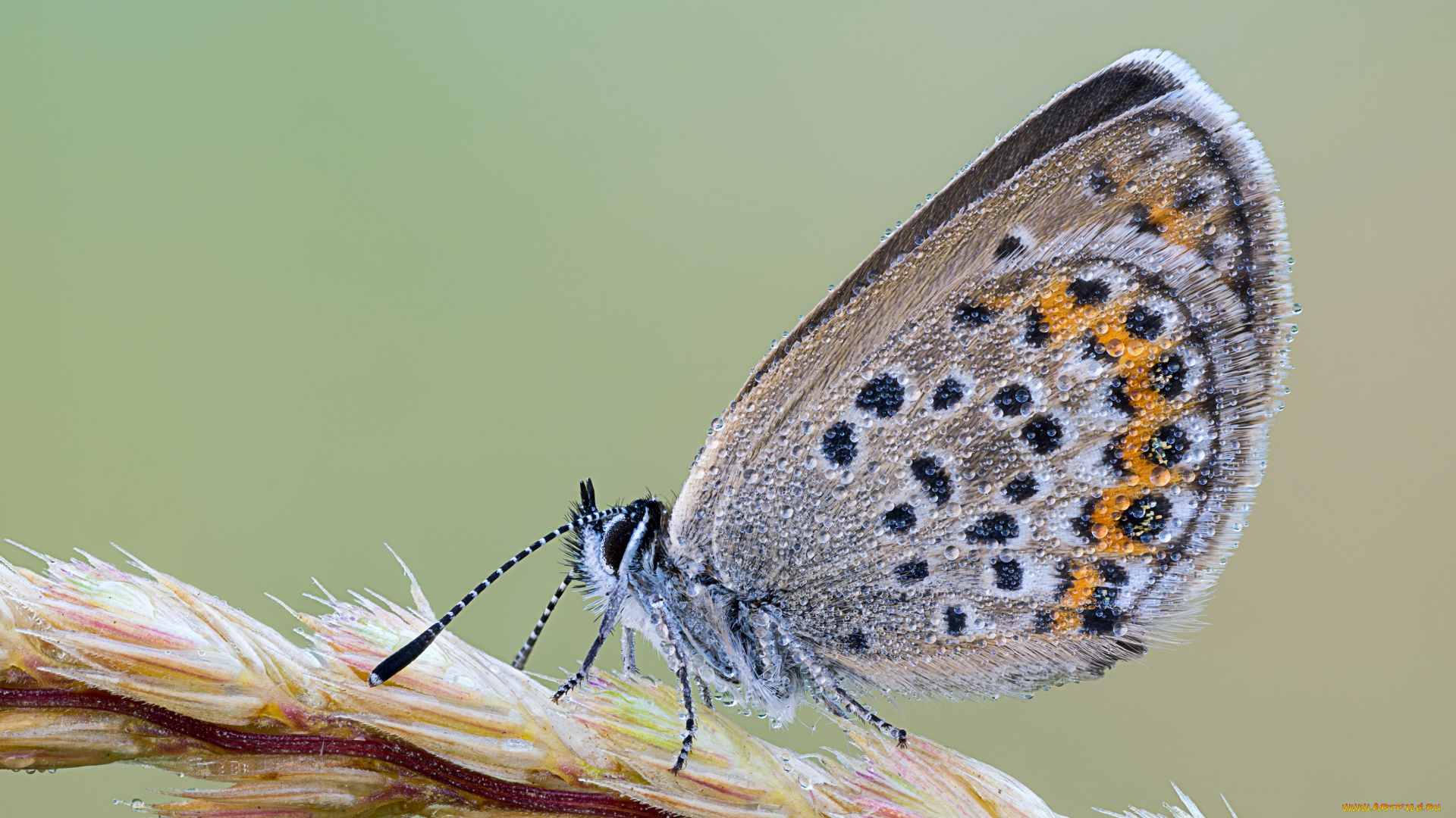животные, бабочки, , мотыльки, , моли, роса, бабочка, капли, травинка, насекомое, утро, фон, макро