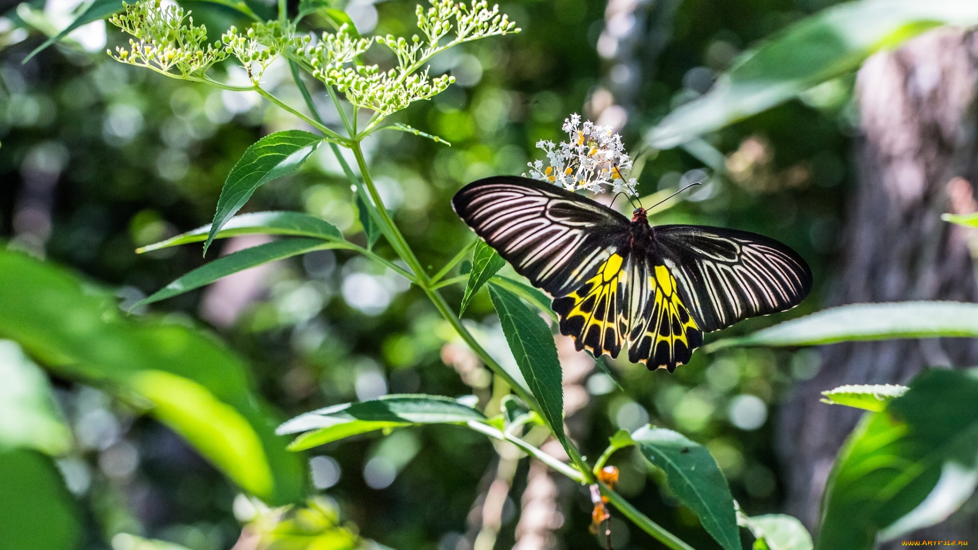животные, бабочки, , мотыльки, , моли, стебель, зелёный, макро, лето, растение