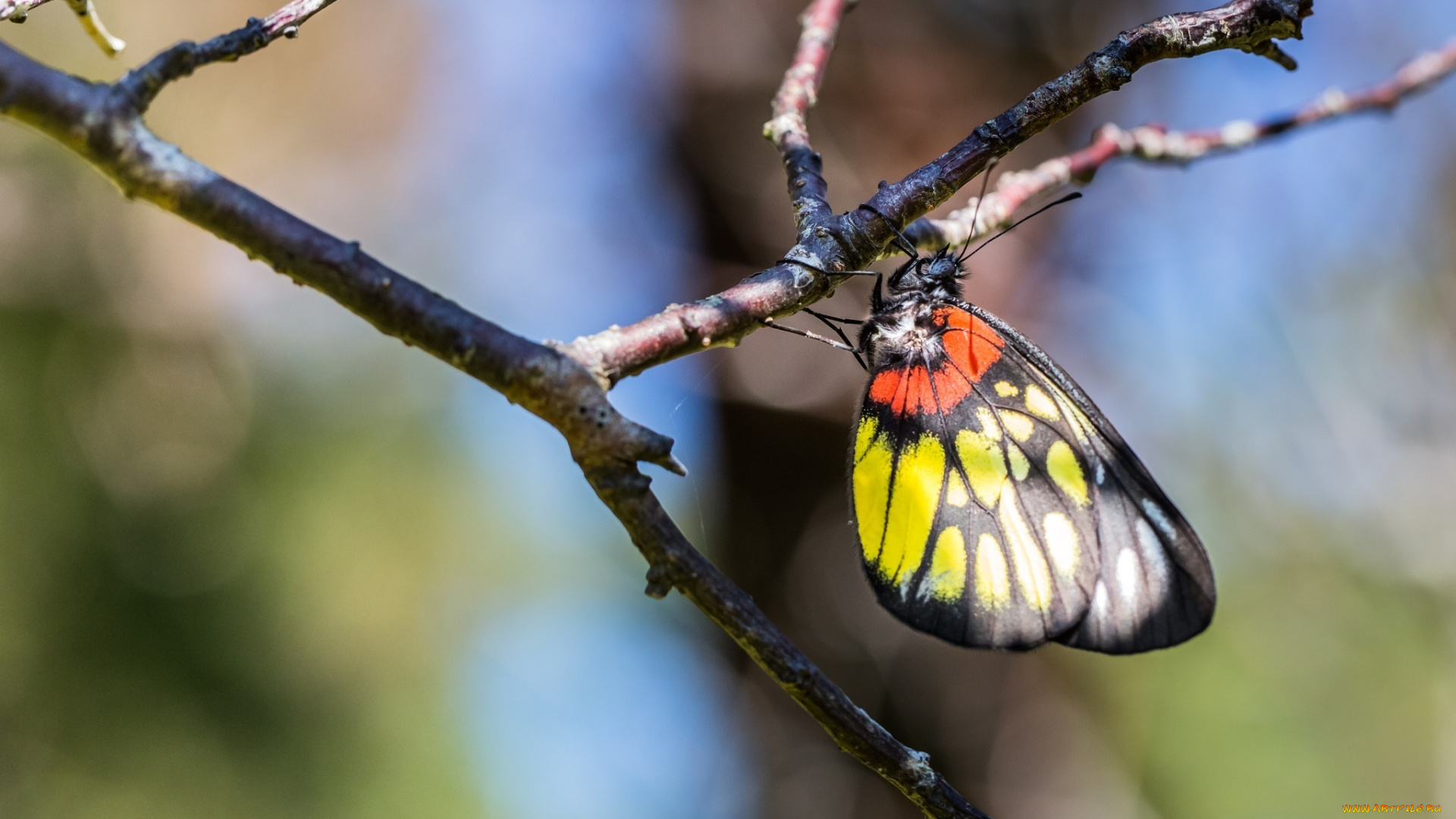 животные, бабочки, , мотыльки, , моли, веточка, макро, цвета