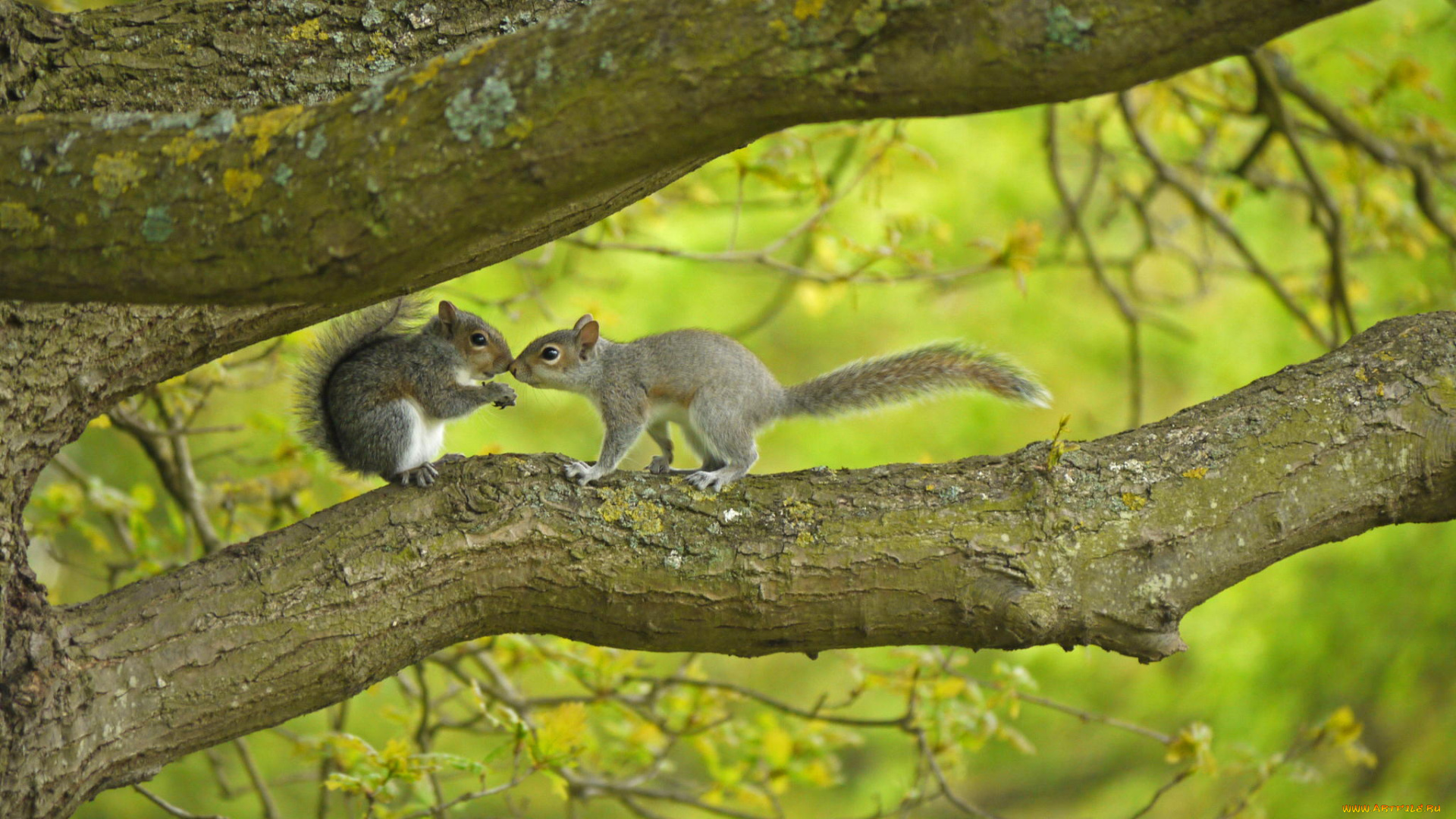 животные, белки, хвост, лес, рыжие, природа, ветки, дерево