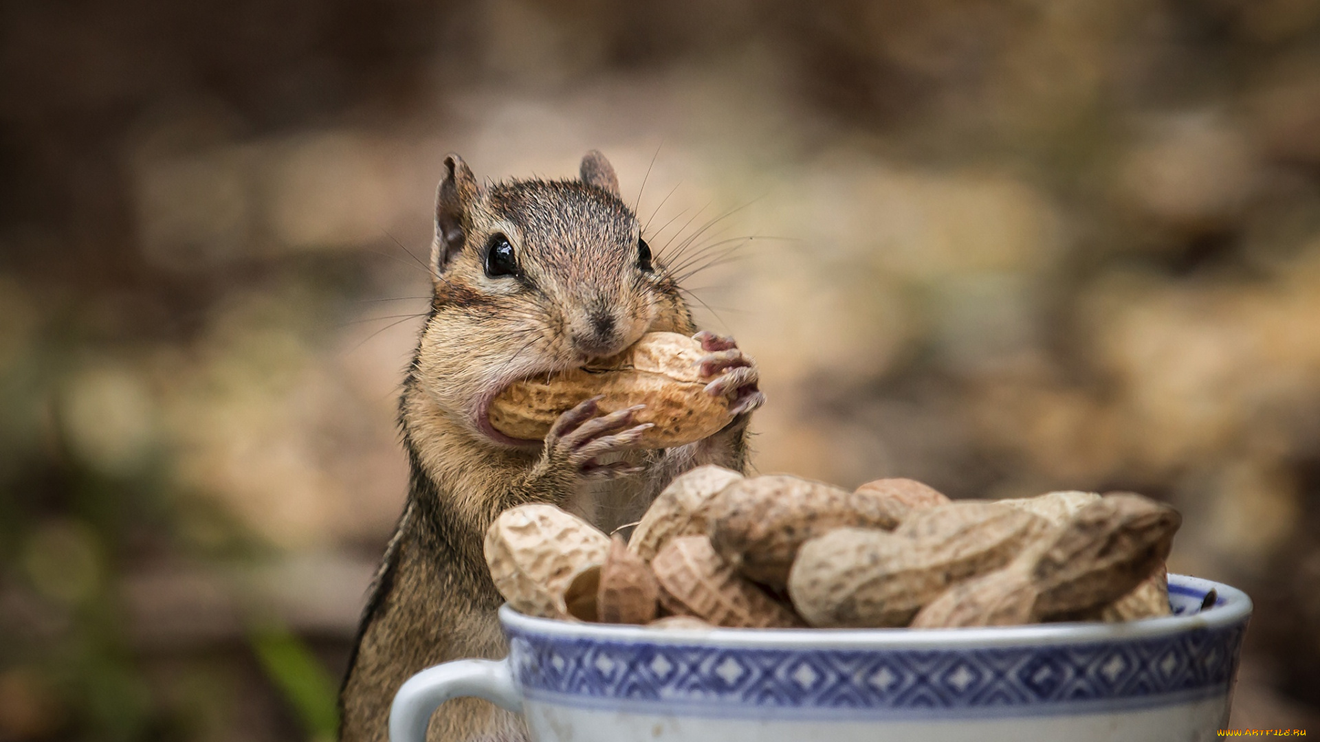 животные, бурундуки, лапки, щеки, топчет, арахис, бурундук, грызун