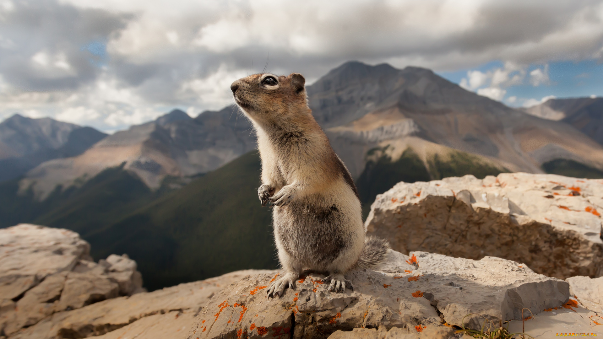 животные, бурундуки, зверёк, природа, бурундук