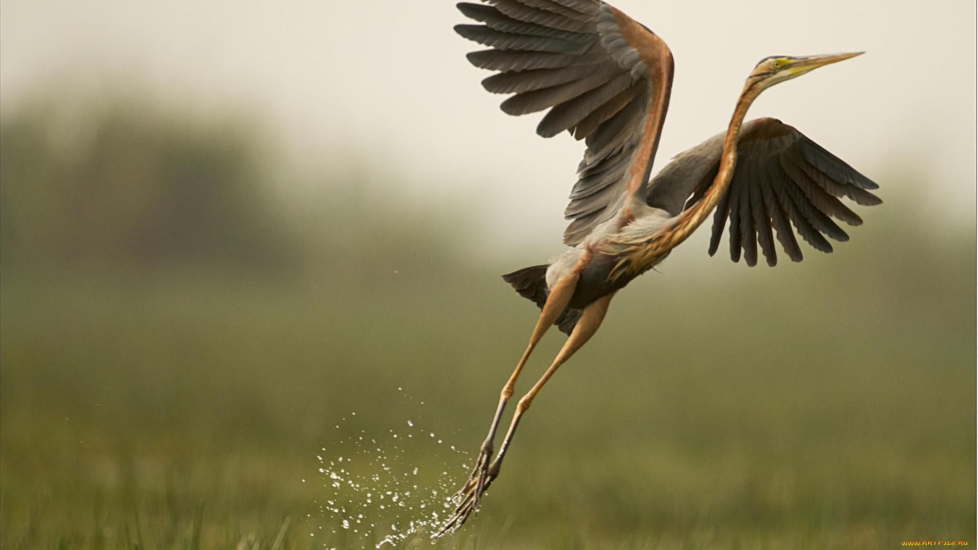 животные, цапли, , выпи, природа, болото, птица, цапля