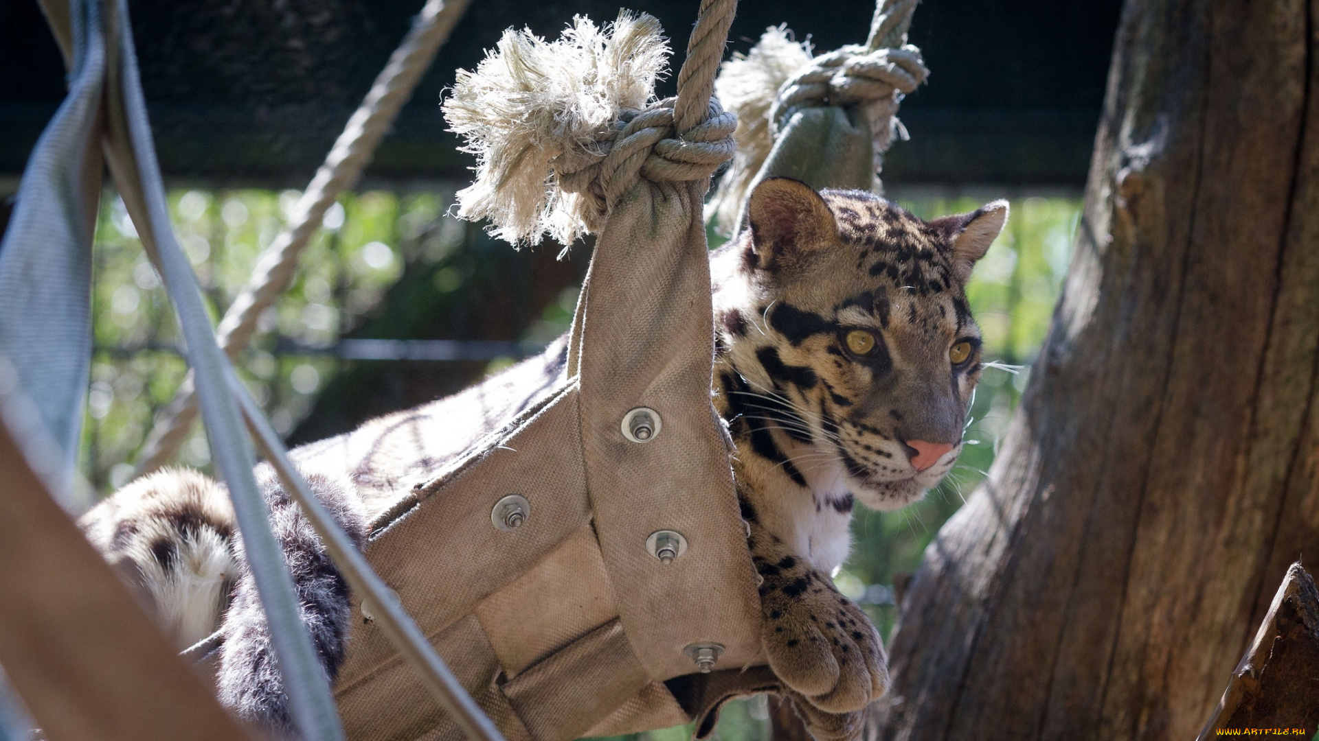 животные, дымчатые, леопарды, морда, дикая, кошка, зоопарк, отдых