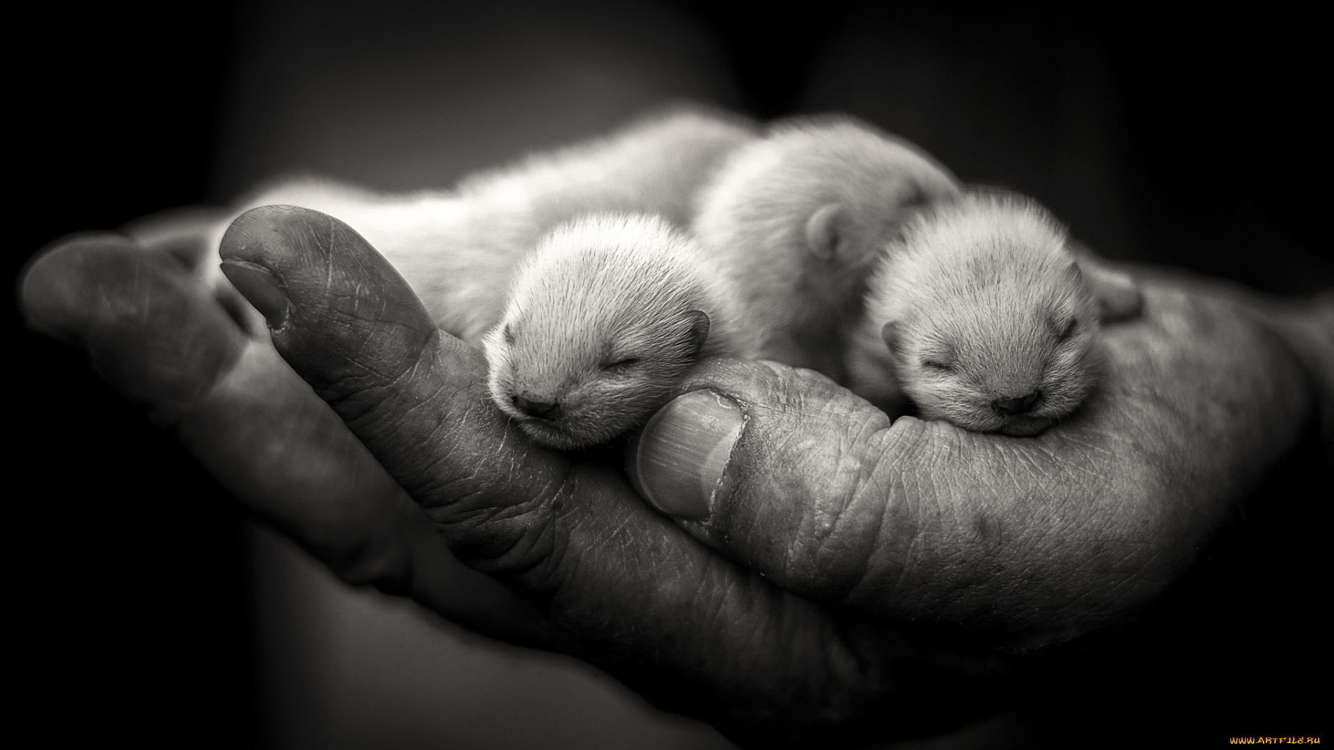 животные, хорьки, , куницы, , горностаи, , ласки, , соболи, зверьки, рука, малыши, черно-белое, фото