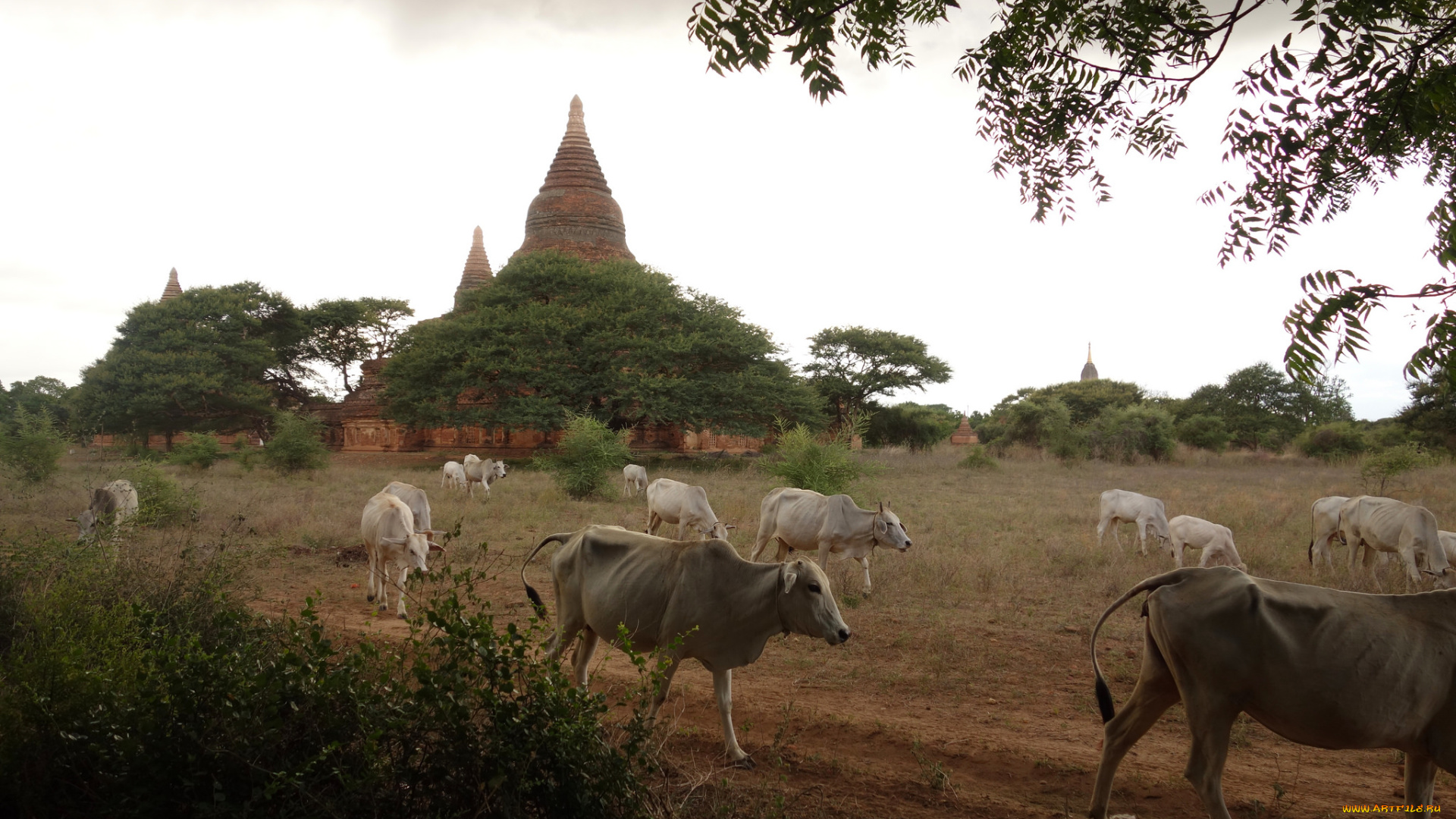 животные, коровы, , буйволы, строения, пейзаж, архитектура