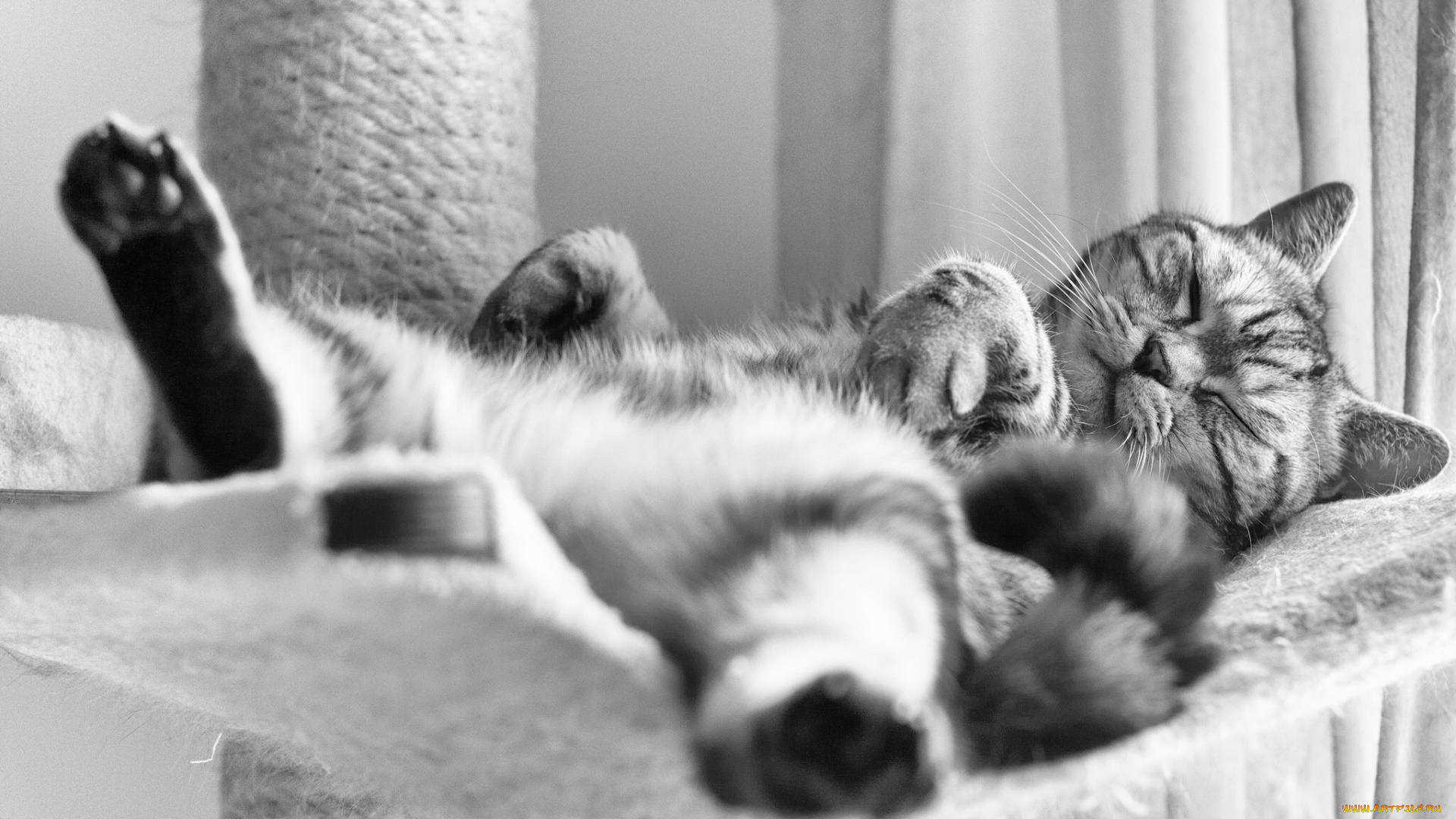 животные, коты, британец, кот, британская, короткошёрстная, чёрно-белая, сон, спящий