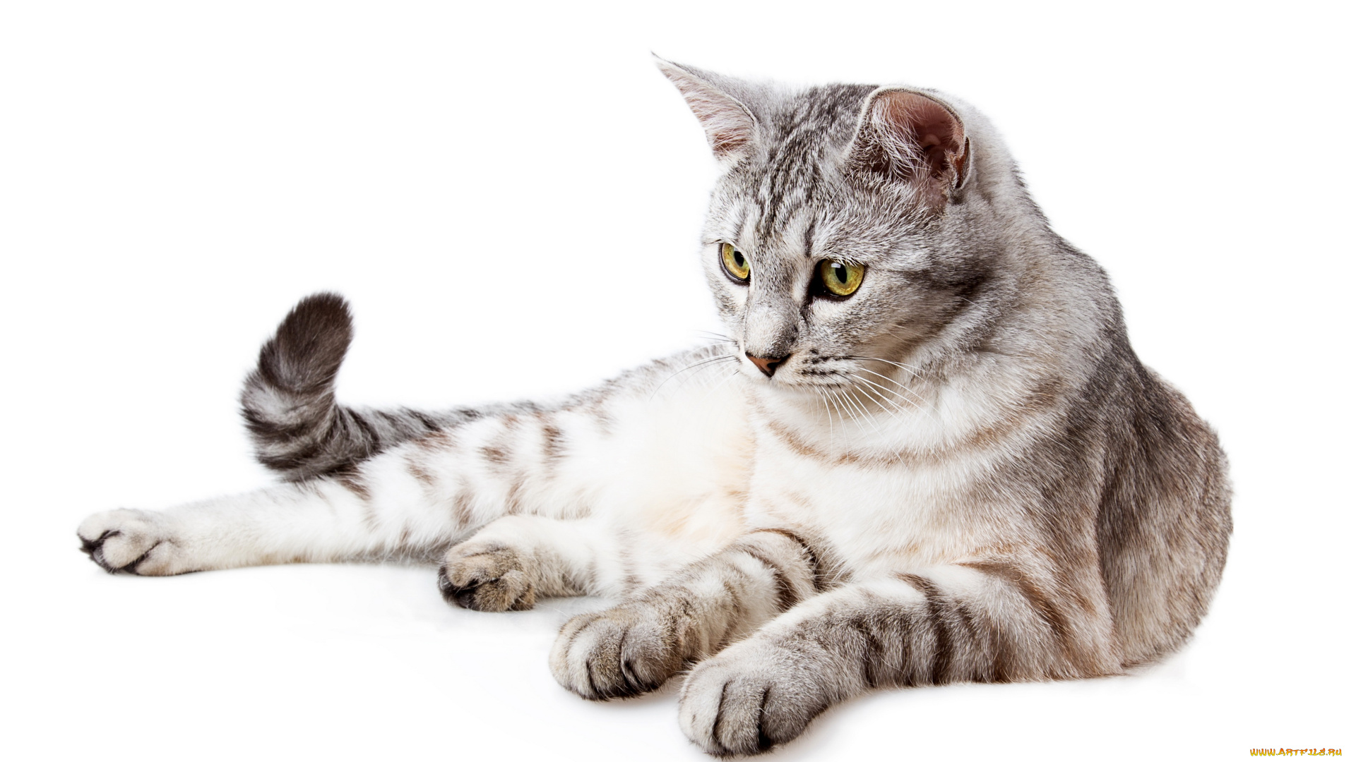 животные, коты, кот, взгляд