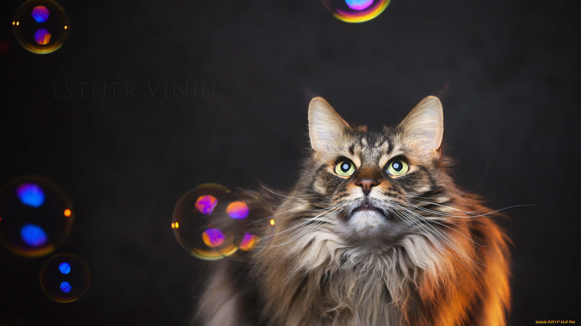 животные, коты, мыльные, пузыри, пушистый, взгляд, коте, киса