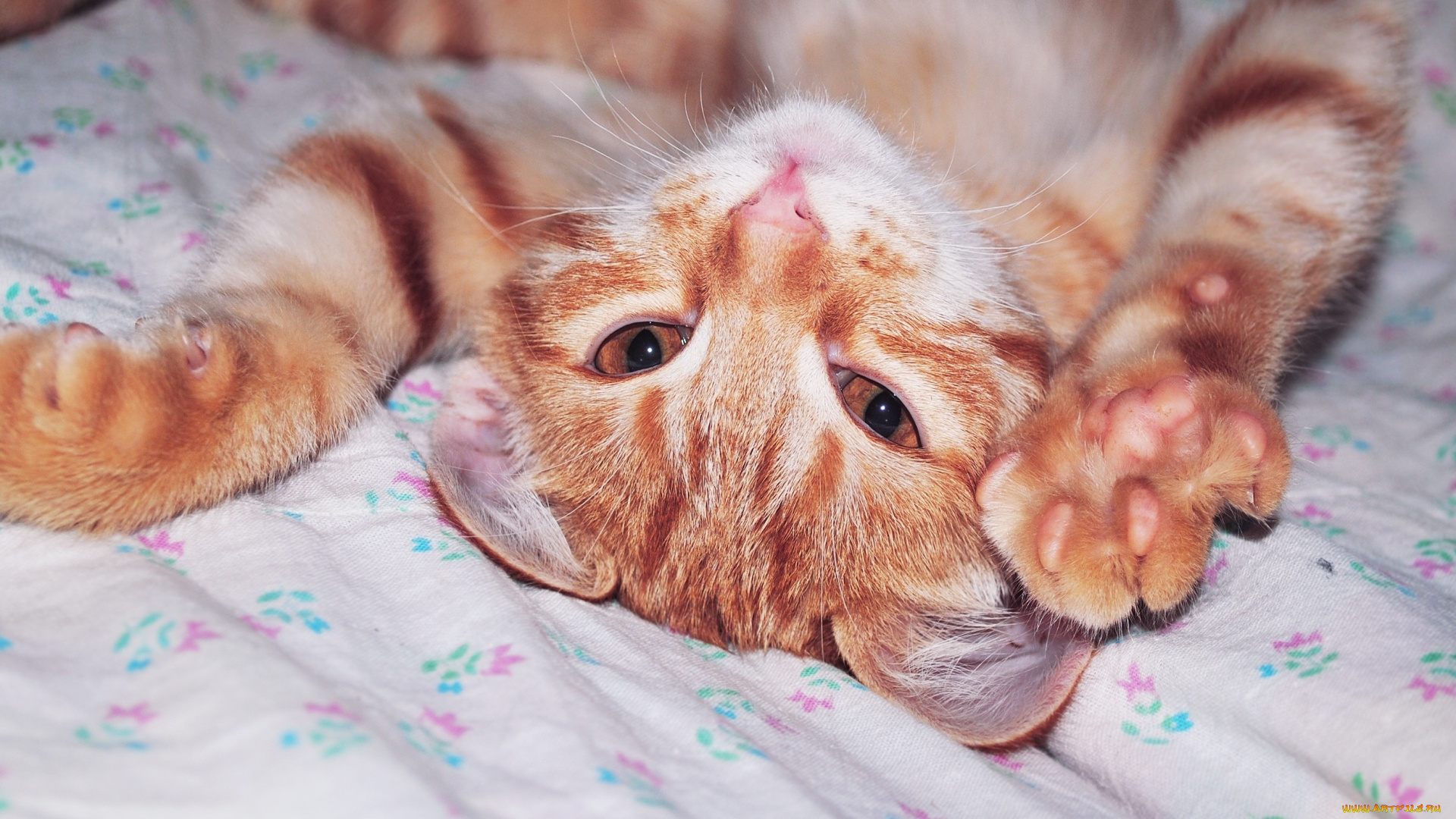 животные, коты, рыжий, кошка, коте, киса, кот