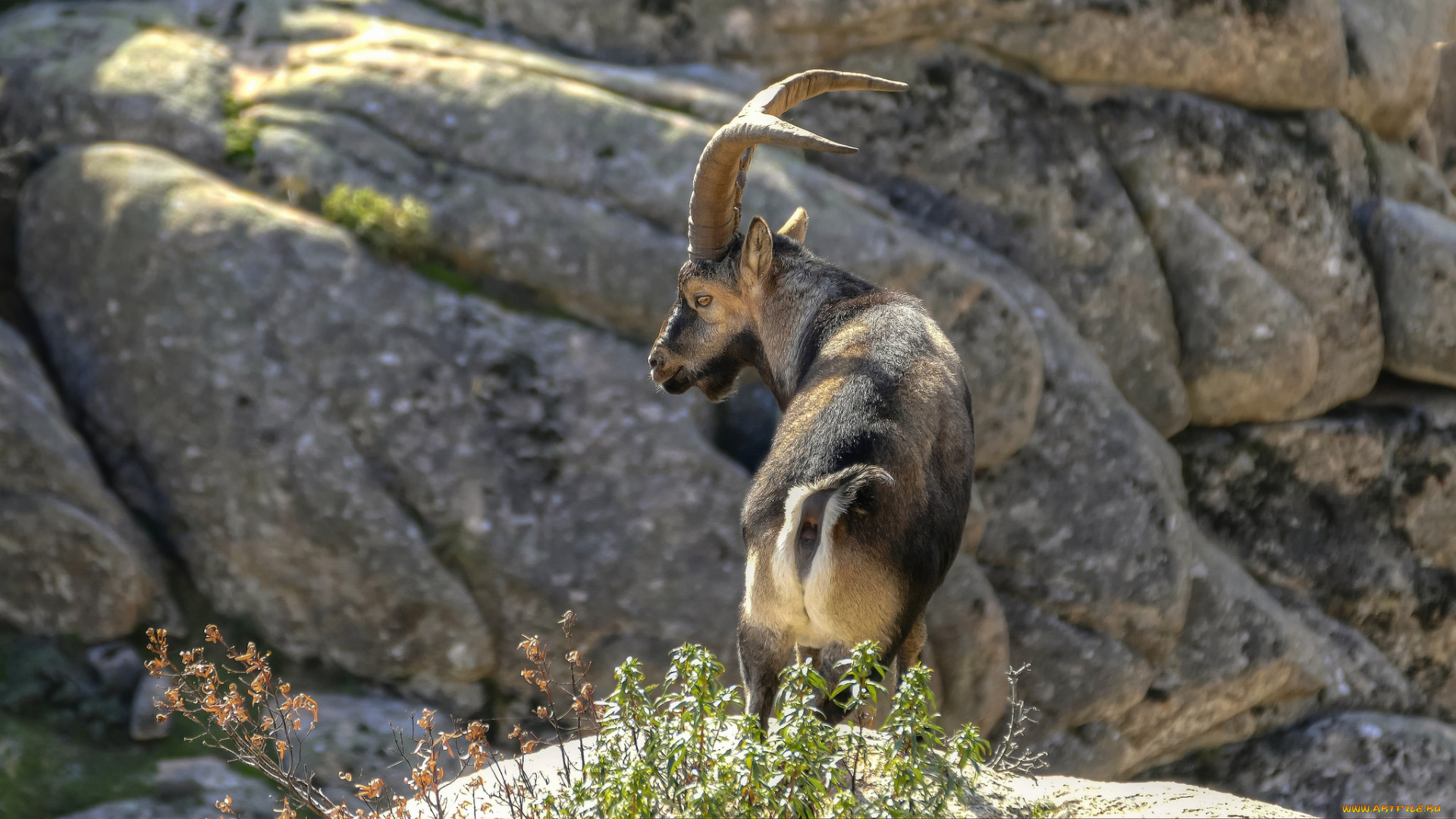 животные, козы, козлы, горные