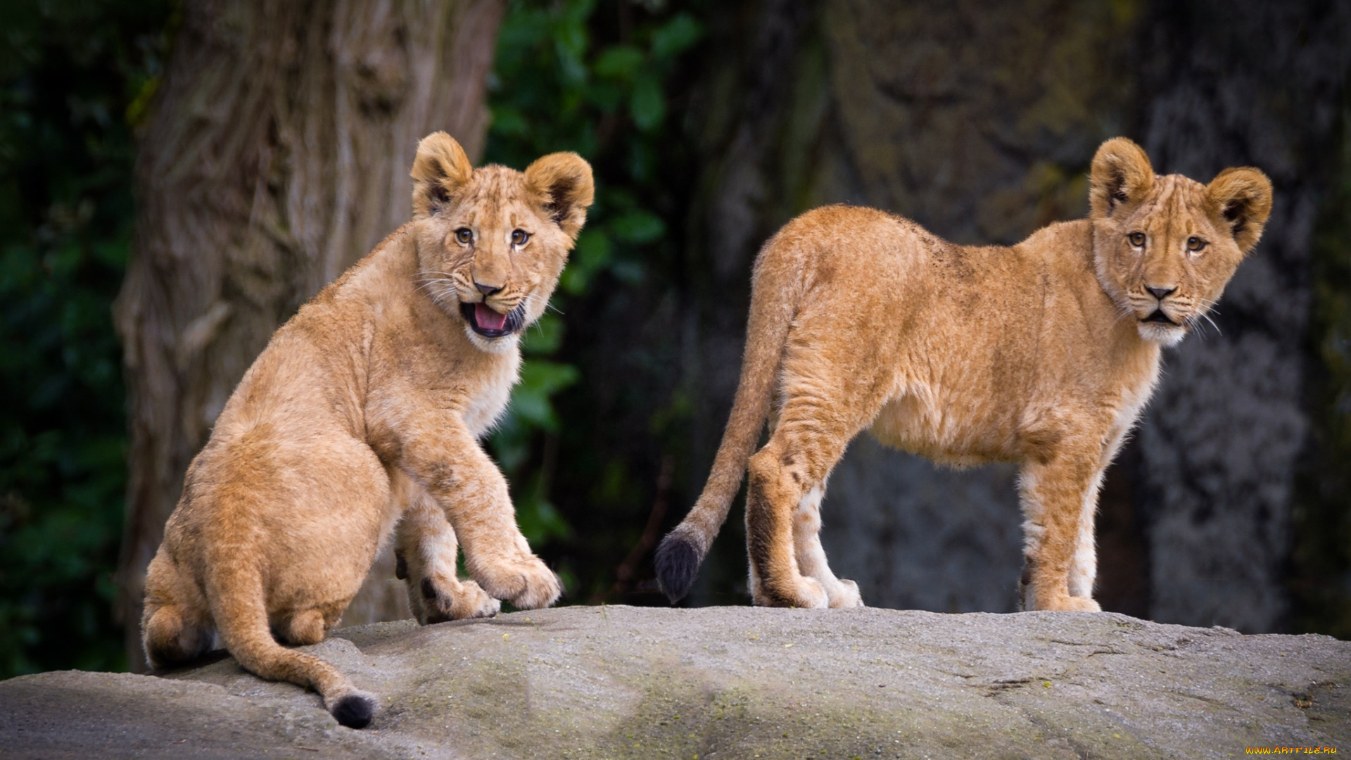 животные, львы, львята, кошки, хищники, зоопарк