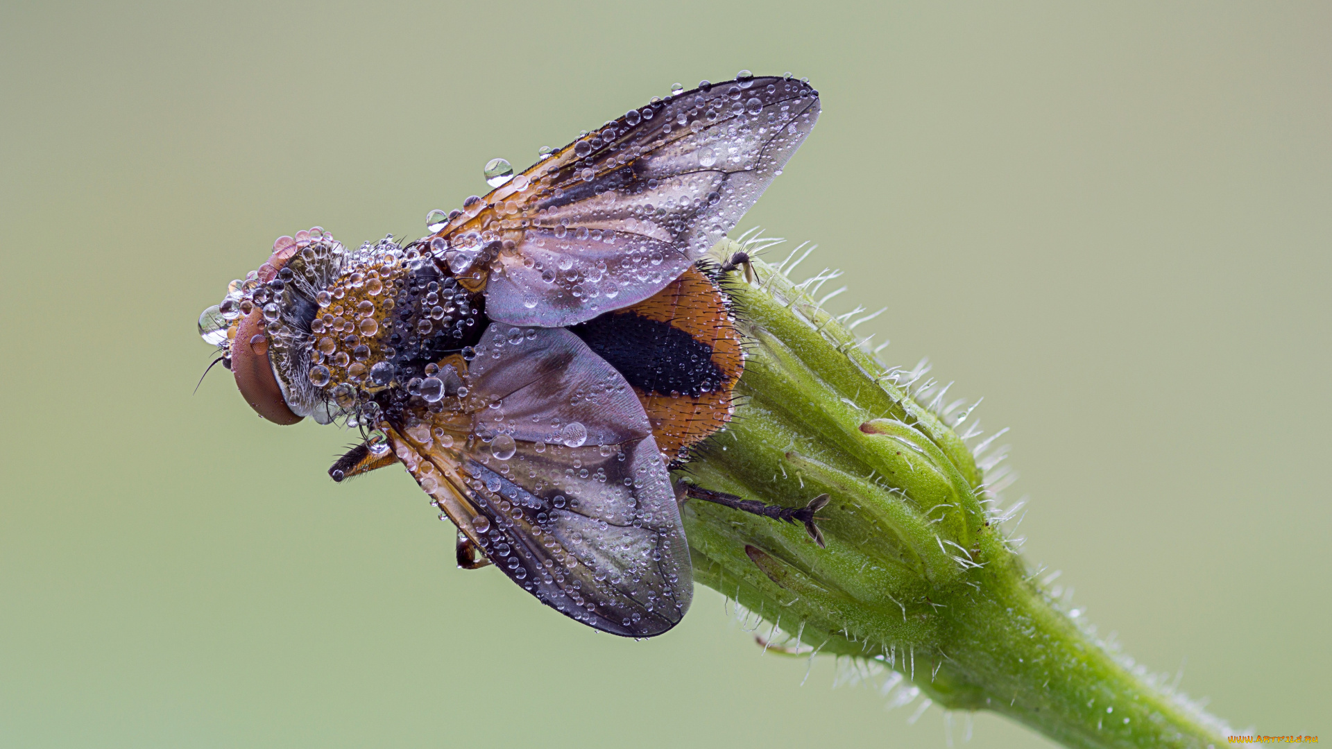 животные, насекомые, муха, травинка, фон, роса, капли, утро, насекомое, макро
