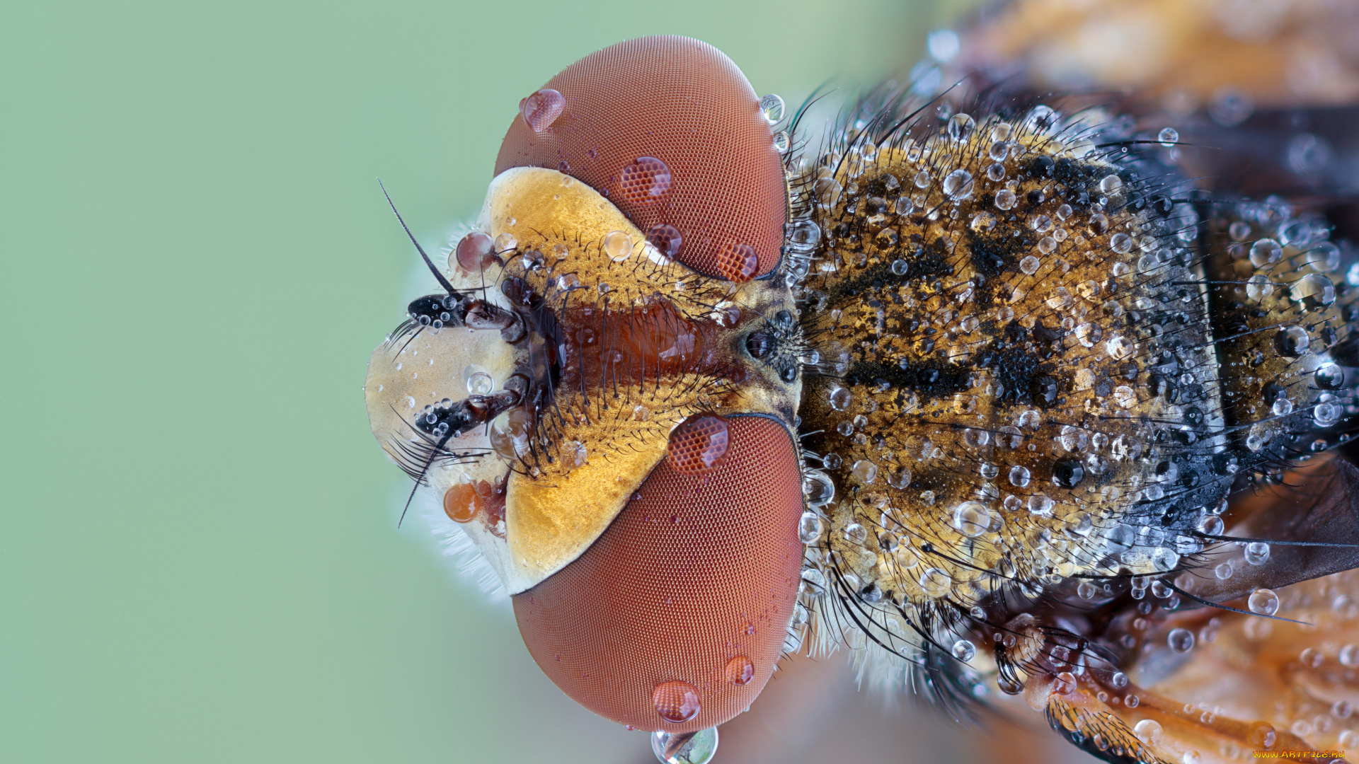 животные, насекомые, травинка, капли, роса, зелёный, фон, макро, насекомое, утро