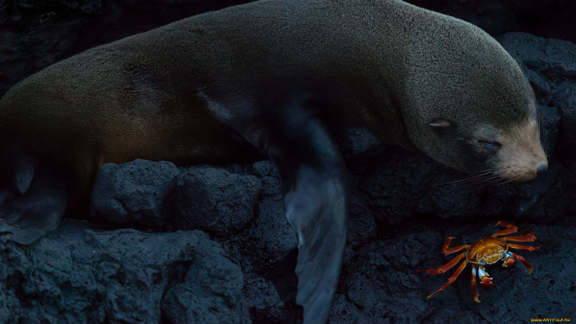 животные, разные, вместе, краб, морской, котик