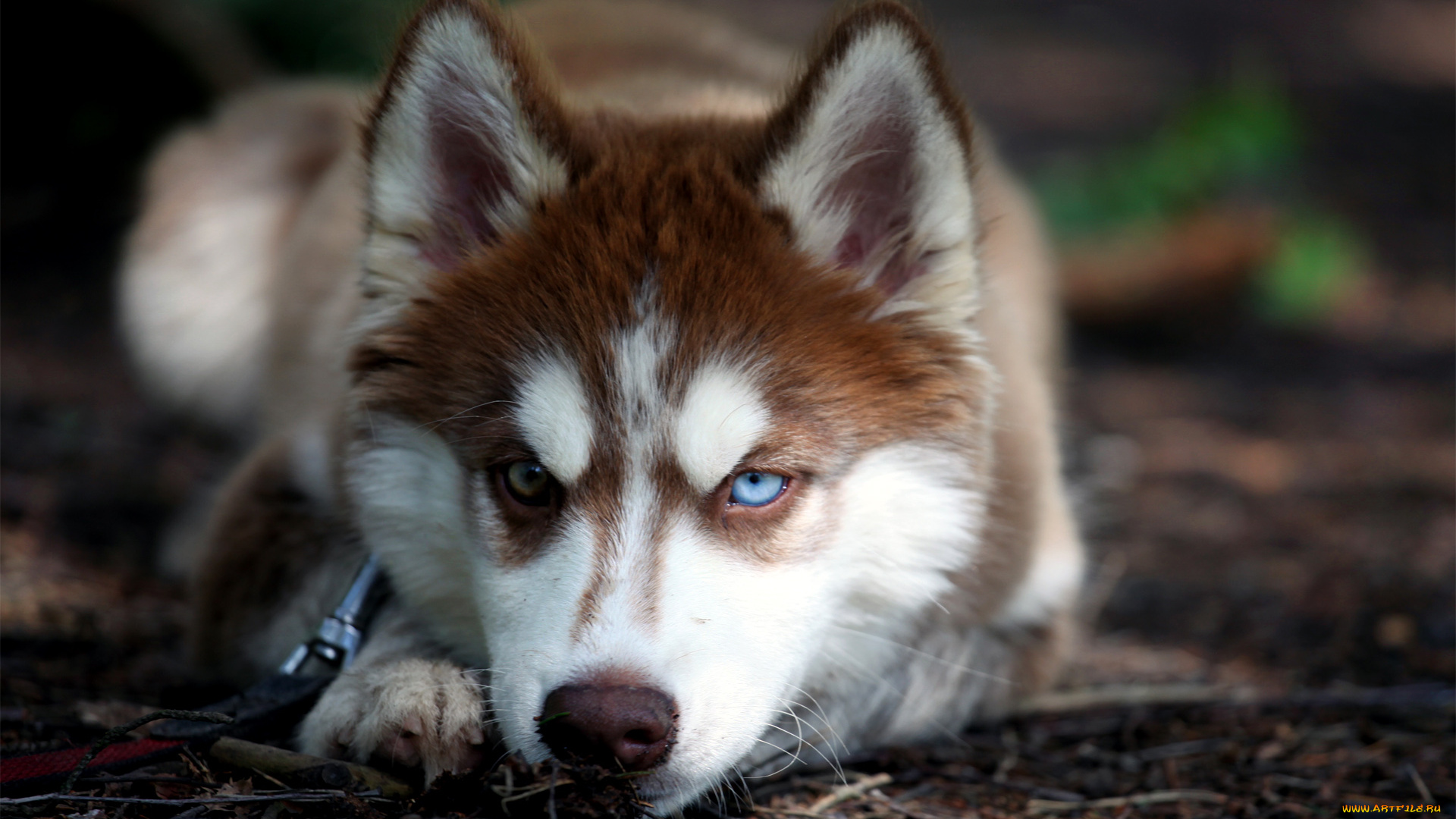 животные, собаки, haski