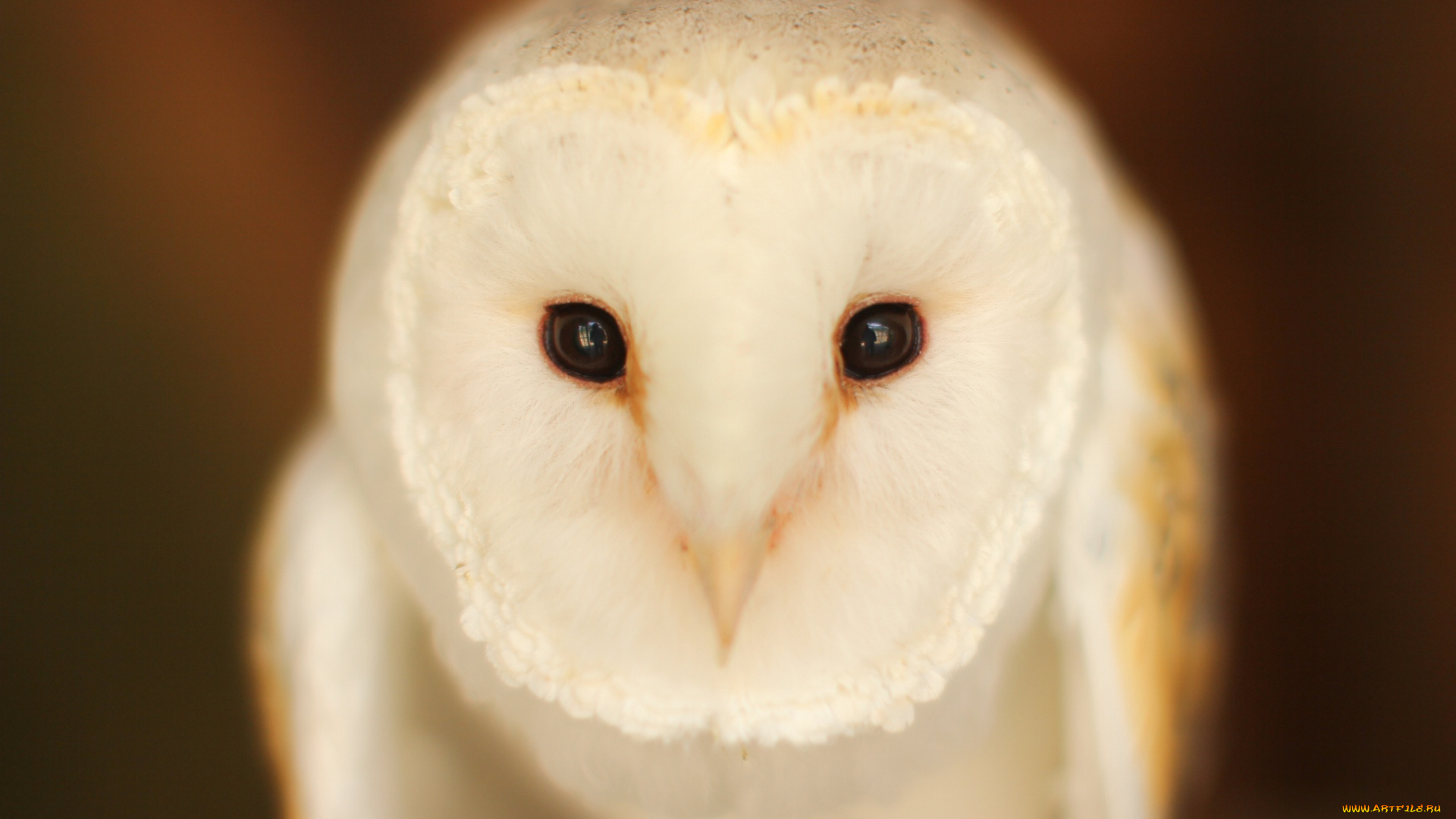 животные, совы, птица, barn, owl, взгляд, сова