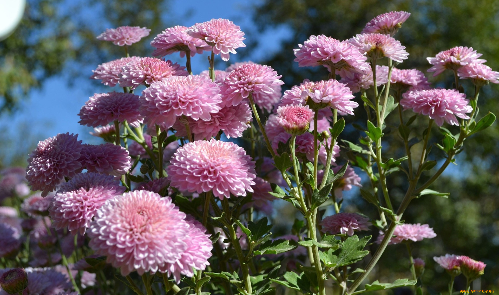 цветы, хризантемы, лепестки
